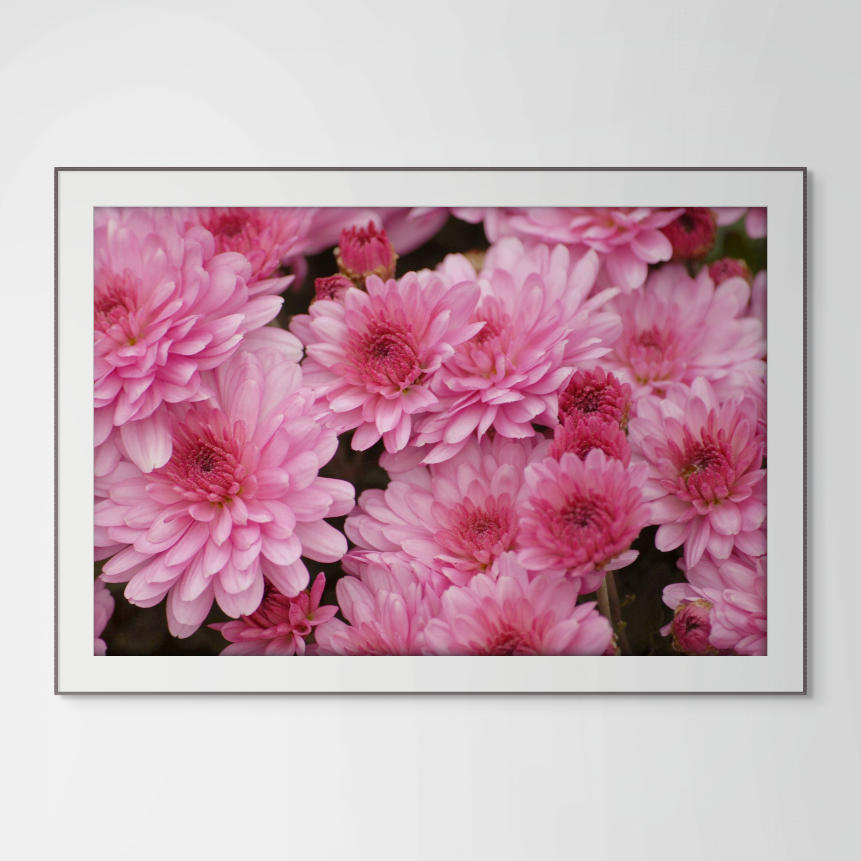 Glorious Mums, Flower Photography