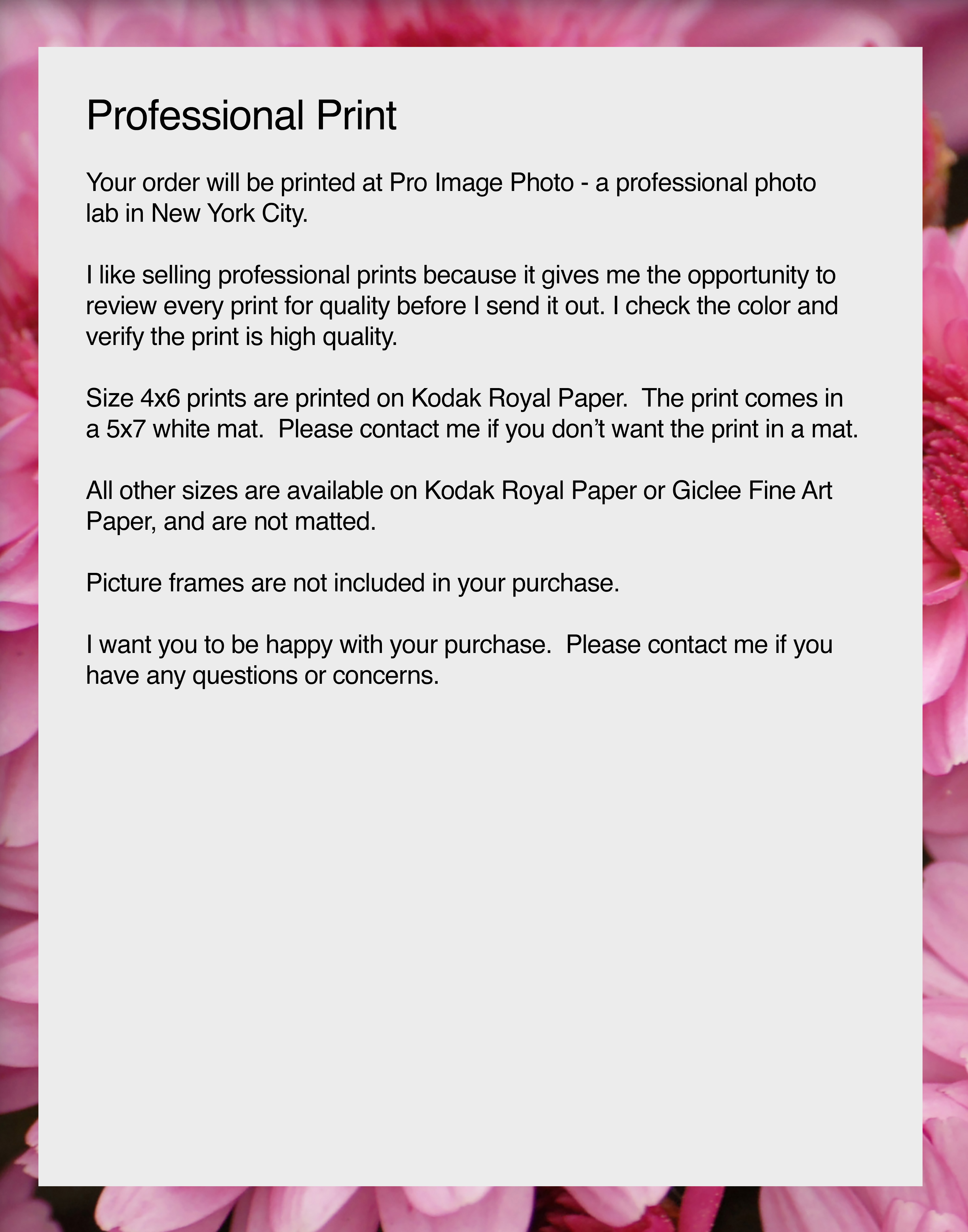 Glorious Mums, Flower Photography