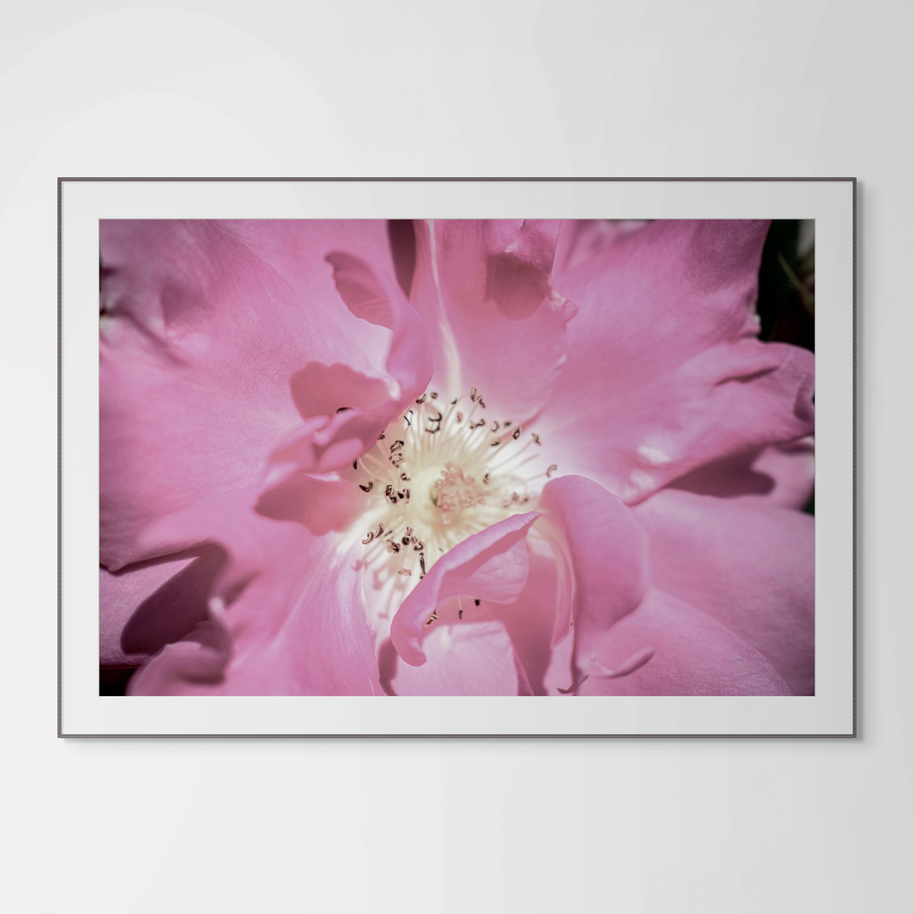 NN better writing The Vibrant Rose, Flower Photograph