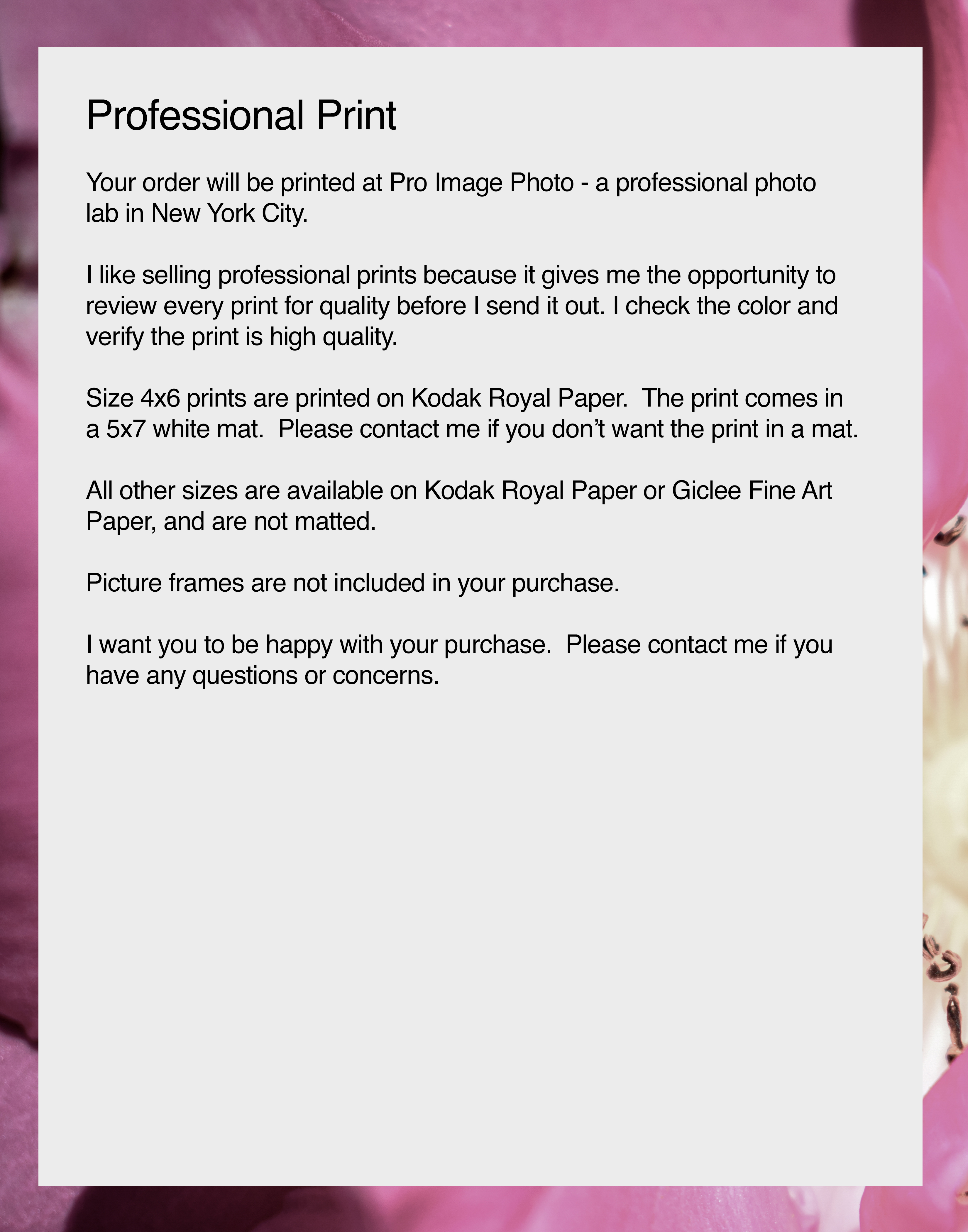 NN better writing The Vibrant Rose, Flower Photograph