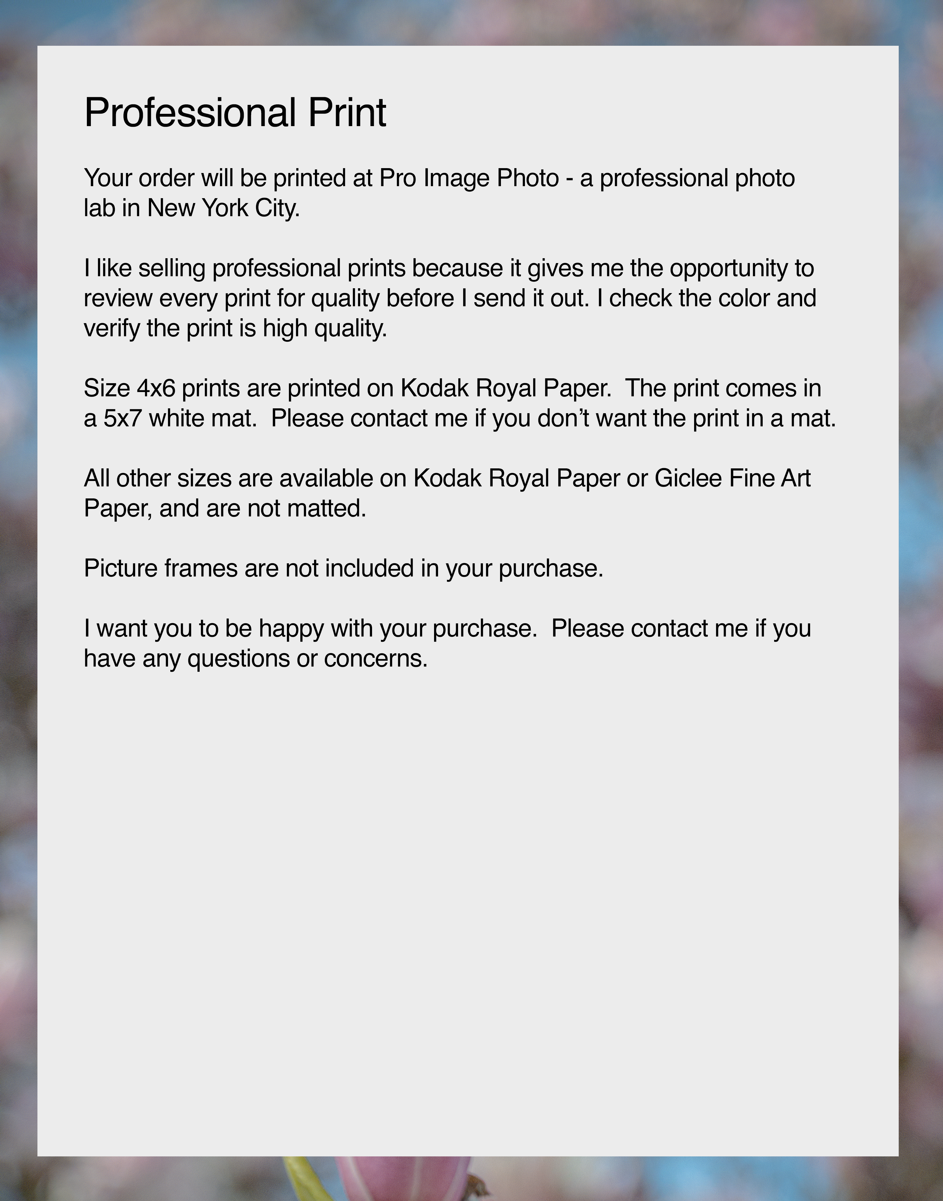 Spring Magnolia Blossoms in Central Park in New York City, Flower Photograph