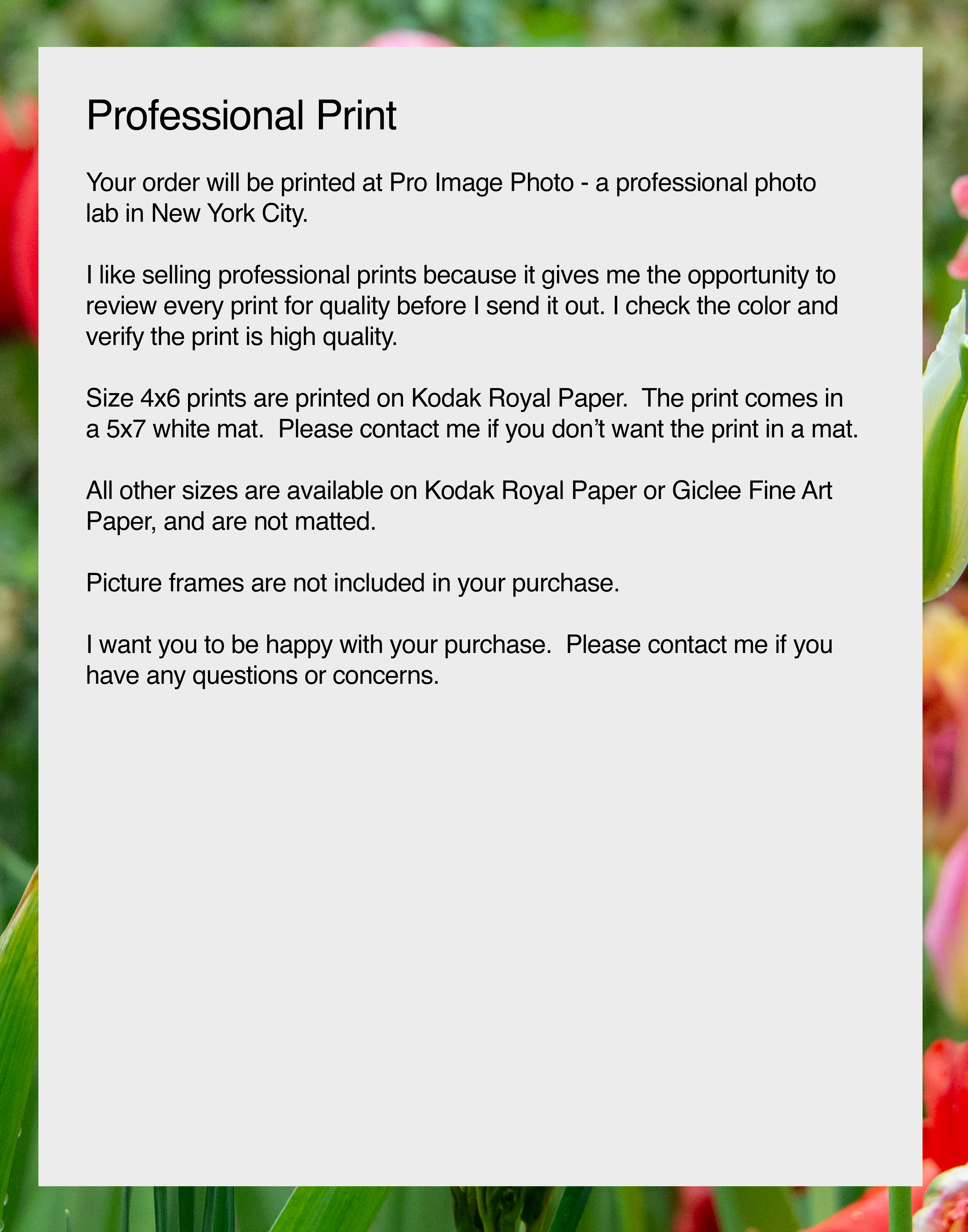 The Tulips of Shakespeare, Garden Photograph