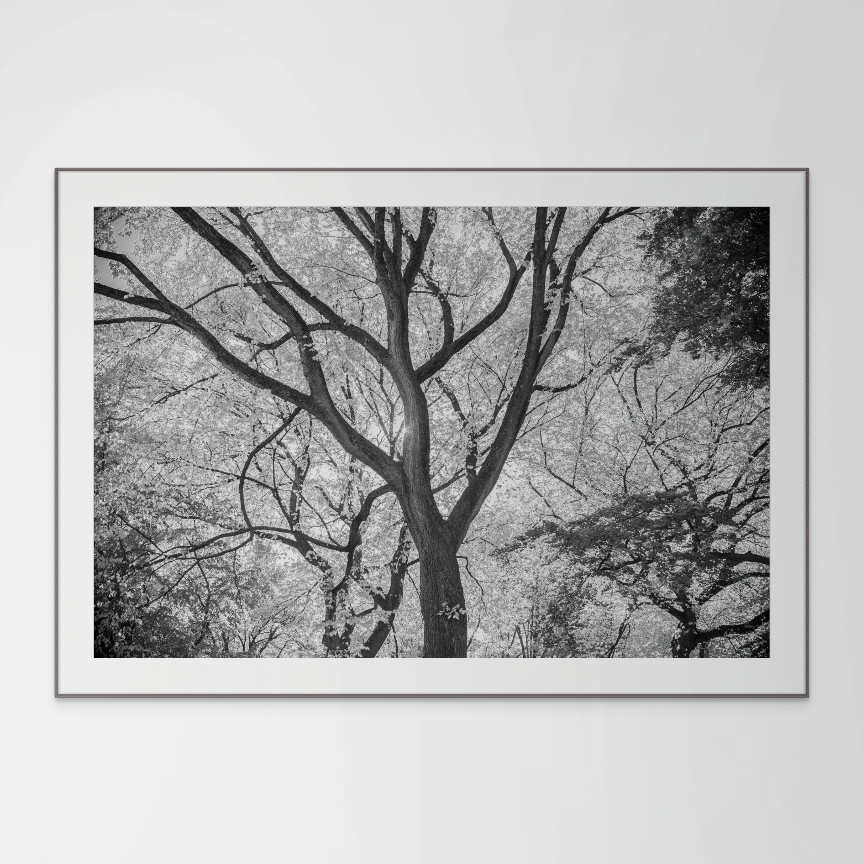 Majestic B&W Tree in Central Park – Digital Download | Woodland Photo | Botanical Wall Art | Nature Photography for Home or Office Décor