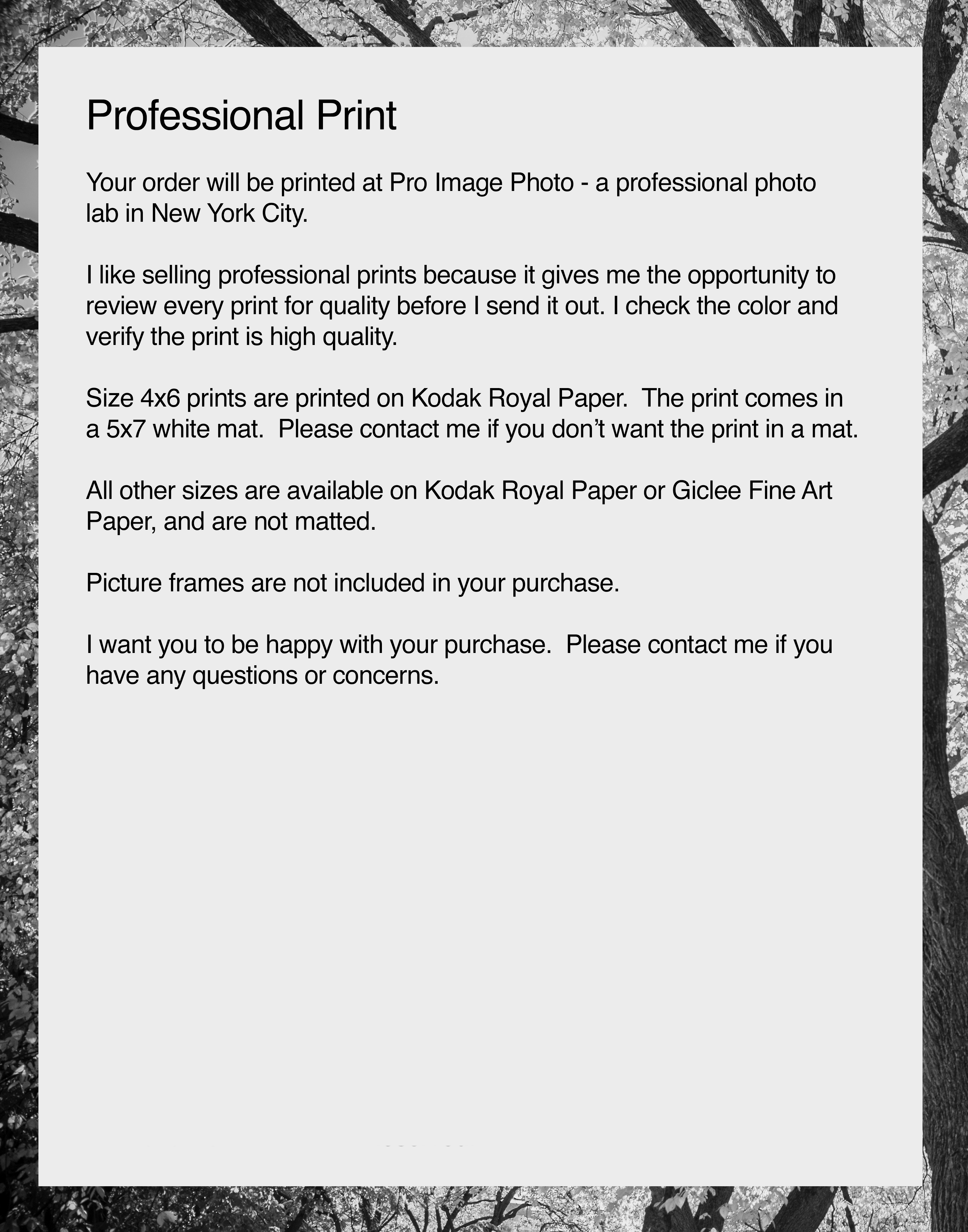 Majestic B&W Tree in Central Park – Digital Download | Woodland Photo | Botanical Wall Art | Nature Photography for Home or Office Décor