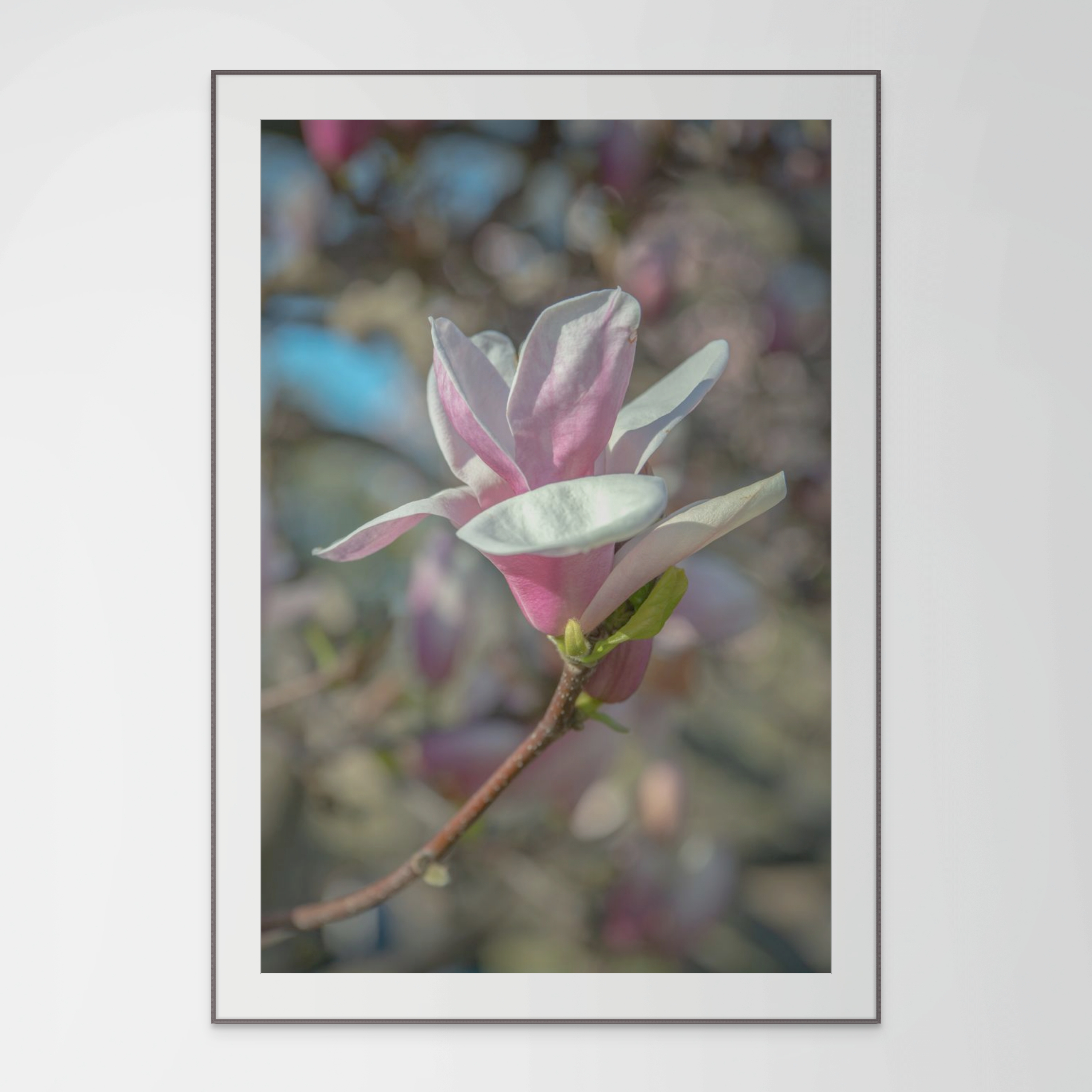 Central Park Magnolia, Flower Photograph