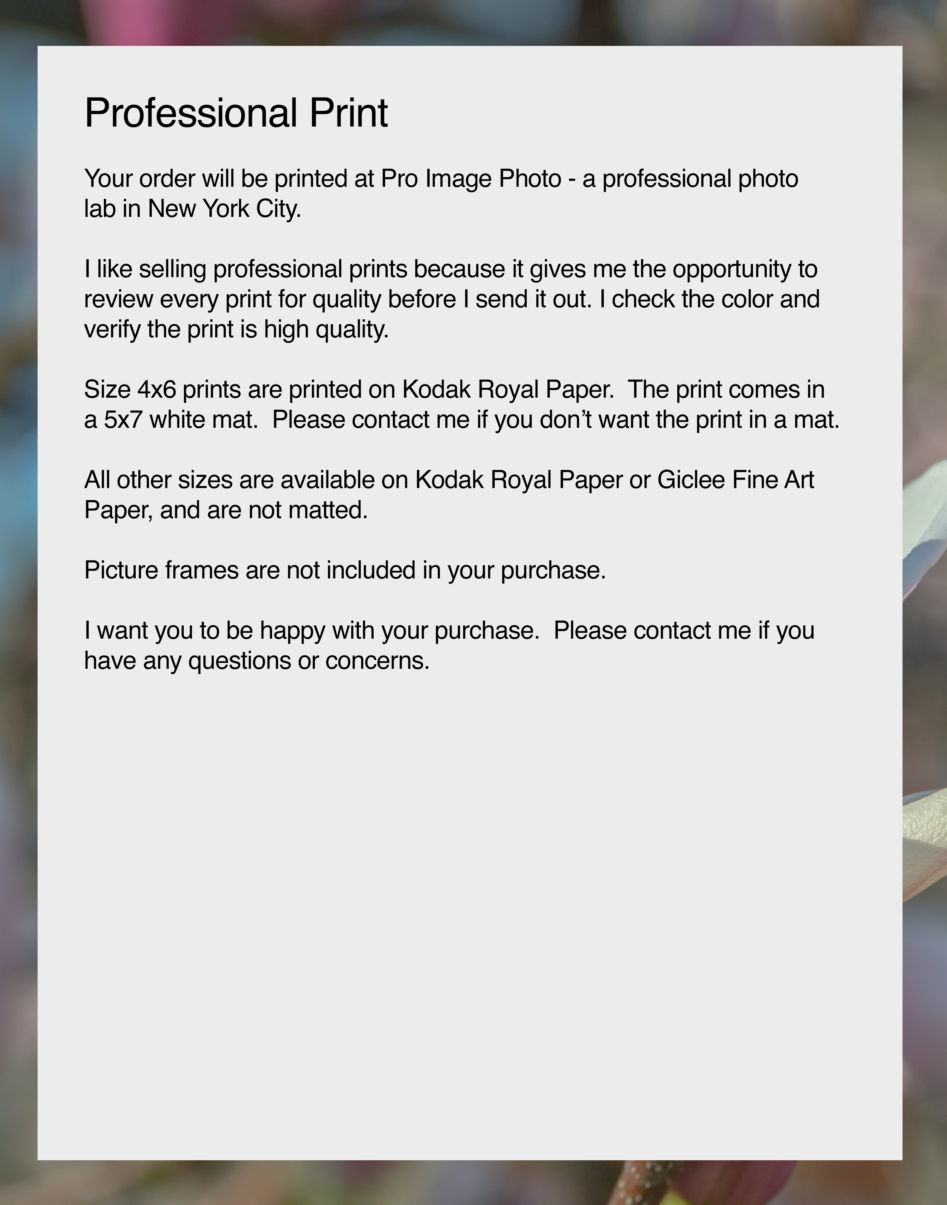 Central Park Magnolia, Flower Photograph