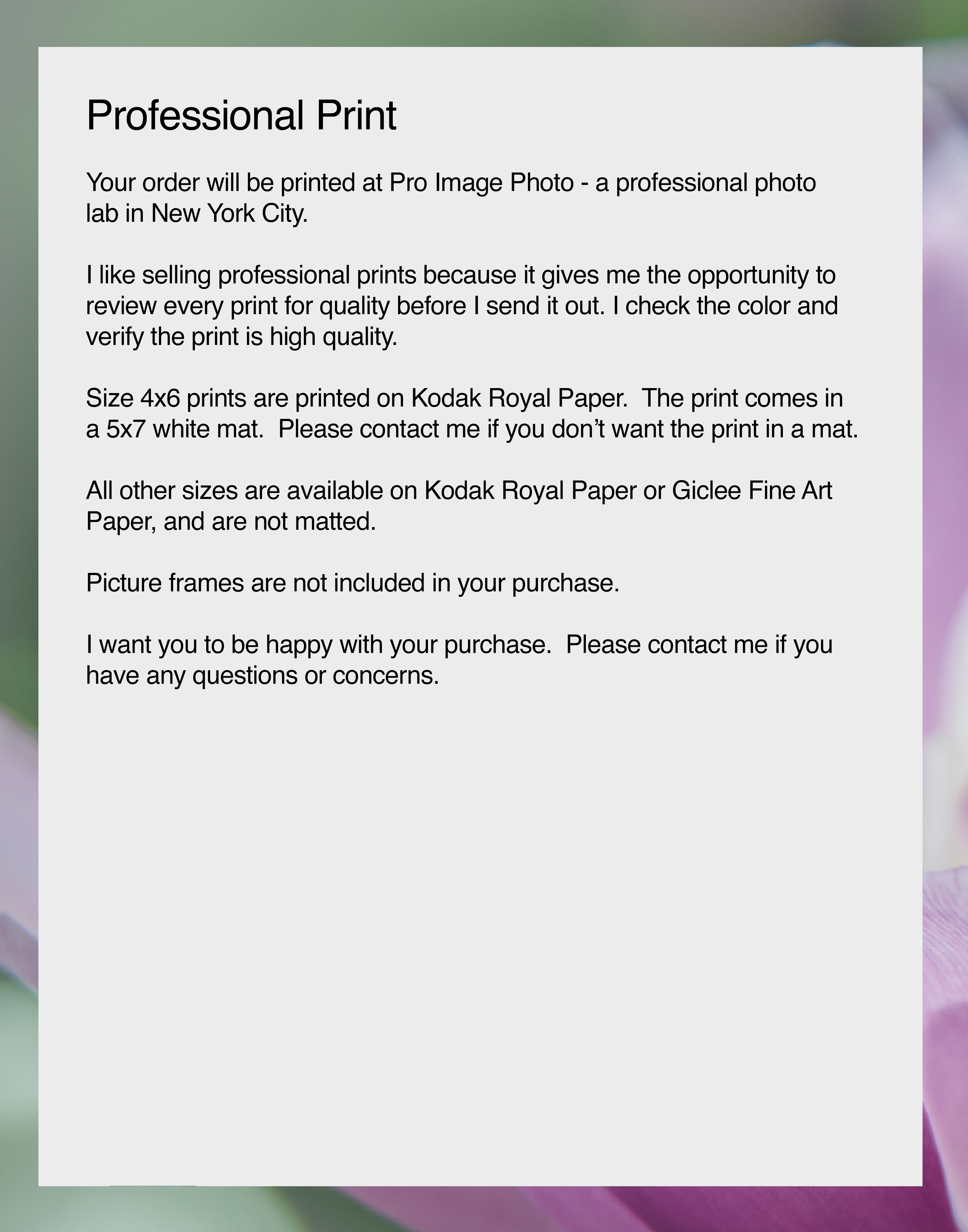 Close-up Purple Petals, Flower Photograph