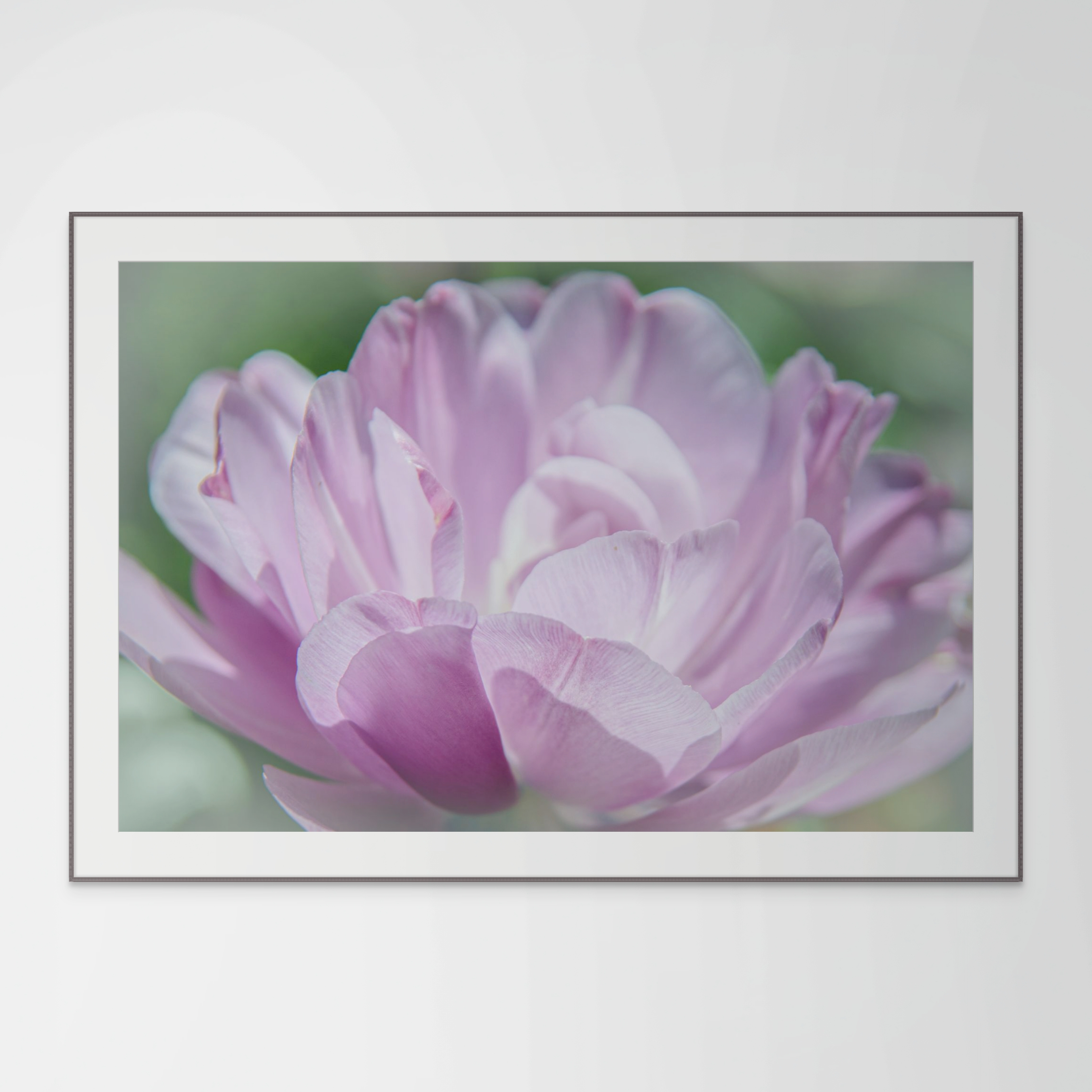 Close-up Purple Petals, Flower Photograph