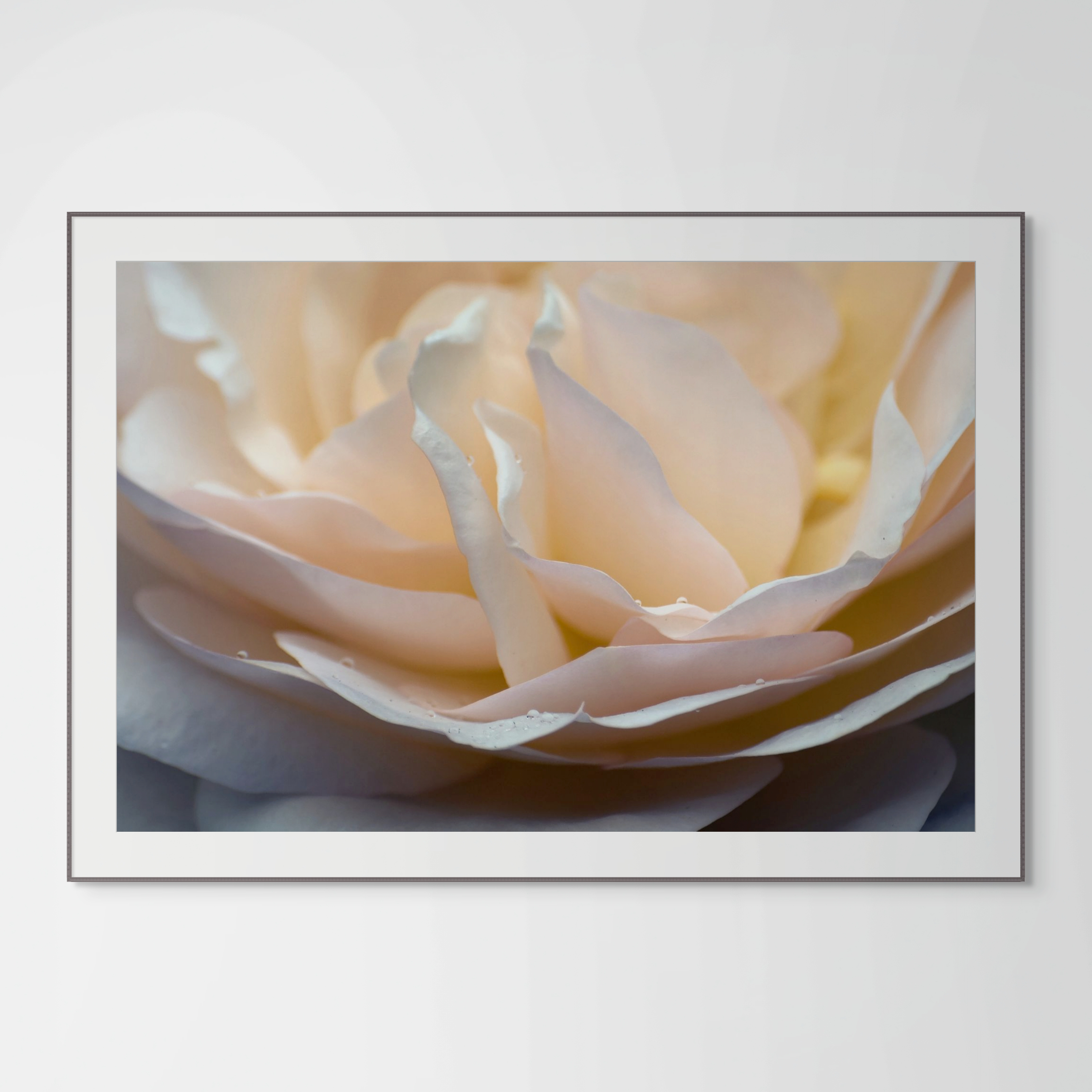 NN Better Writing. Petals of Peach, Flower Photograph