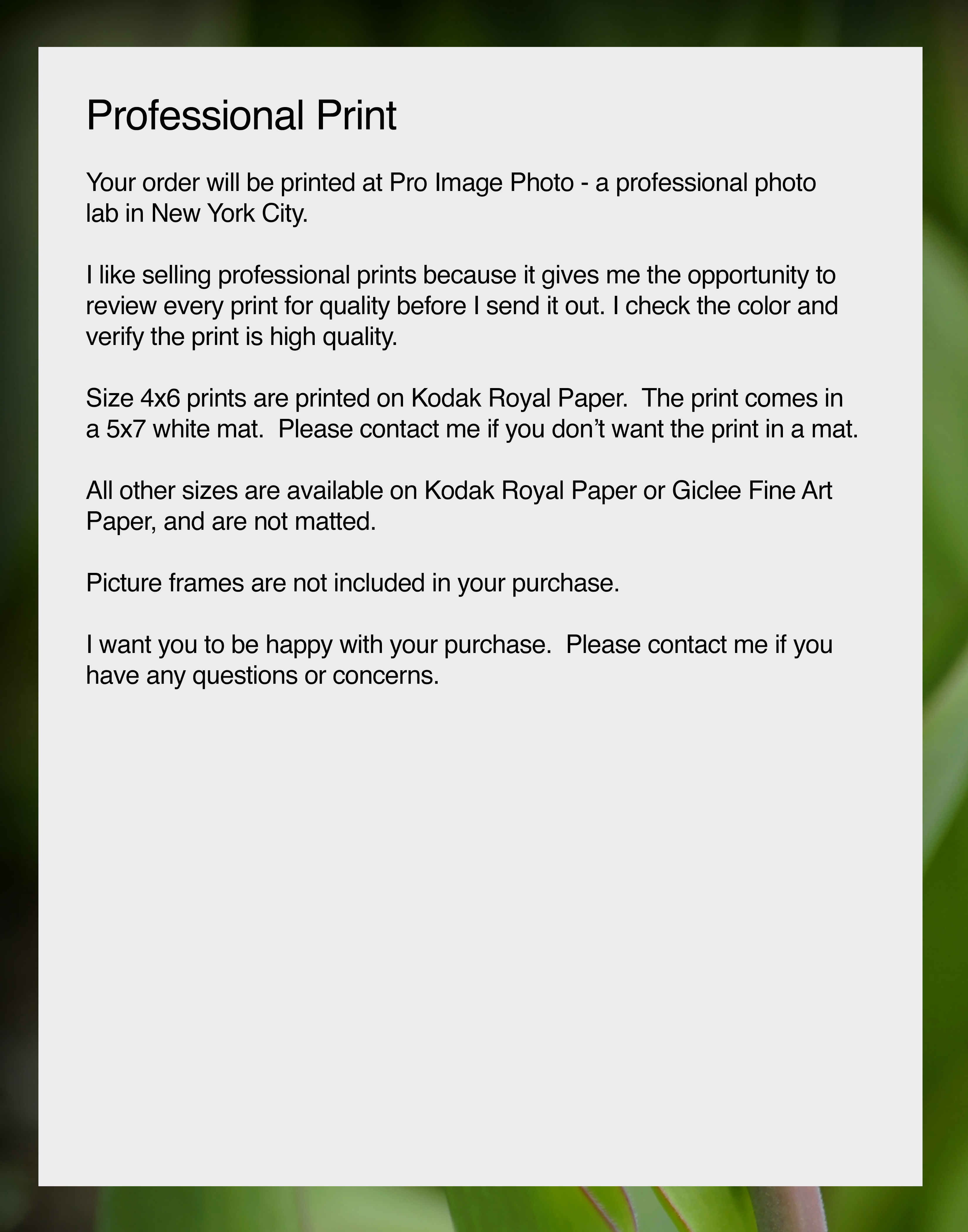 NN Better Writing   Look Away, Flower Photograph