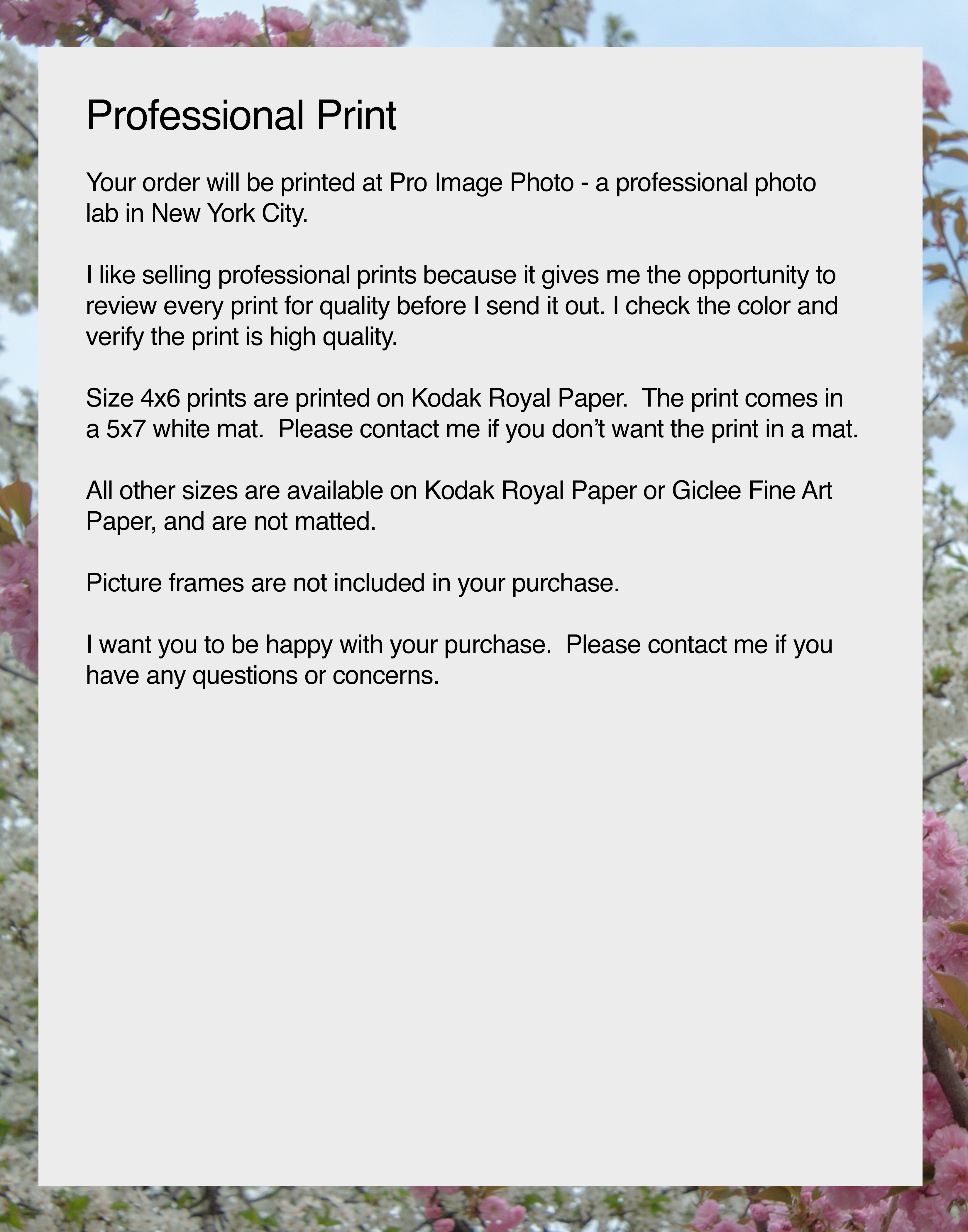 NN better writing Cherry Blossoms of New York, Flower Photograph