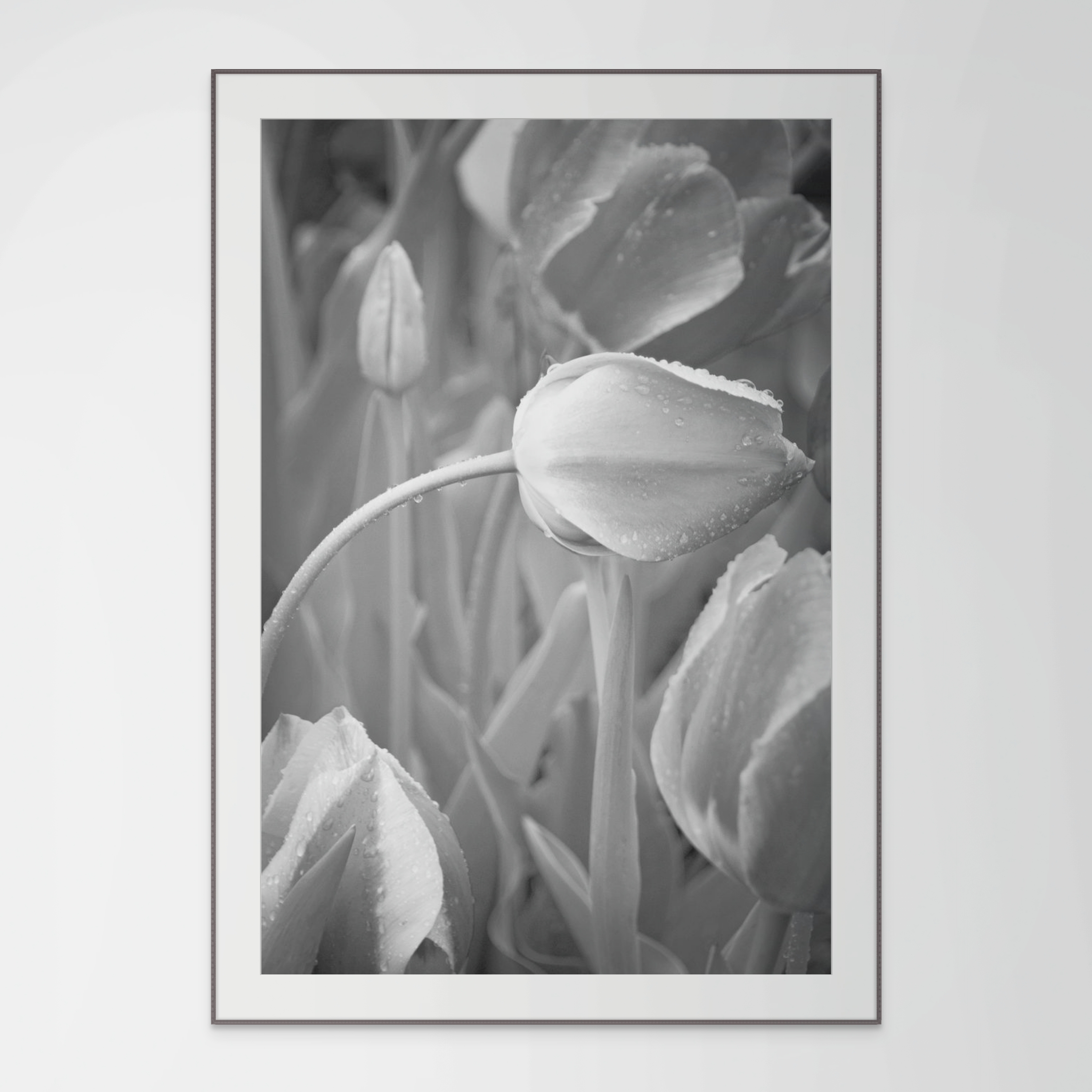 NN Better Writing. Black and White Tulips, Flower Photograph
