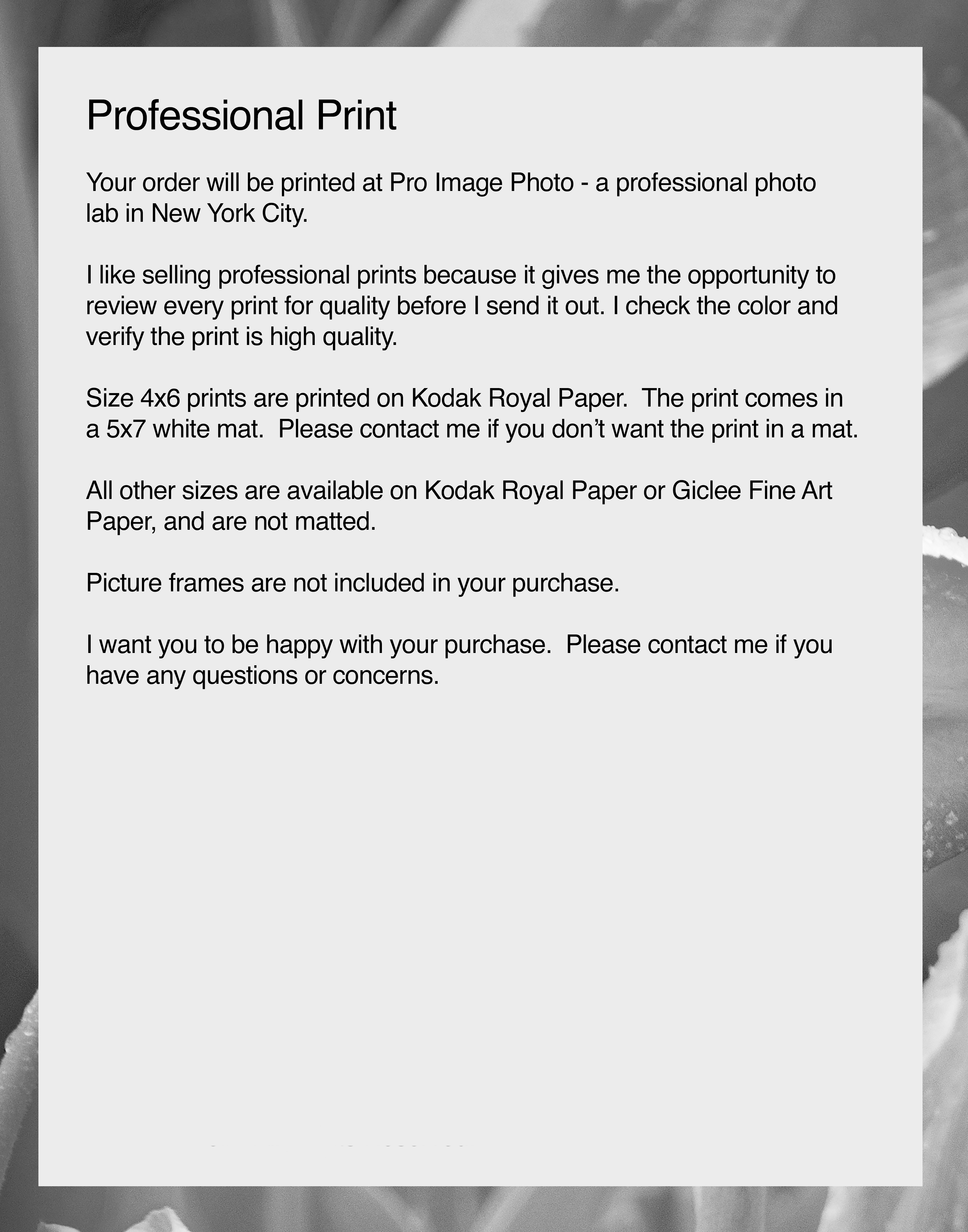 NN Better Writing. Black and White Tulips, Flower Photograph