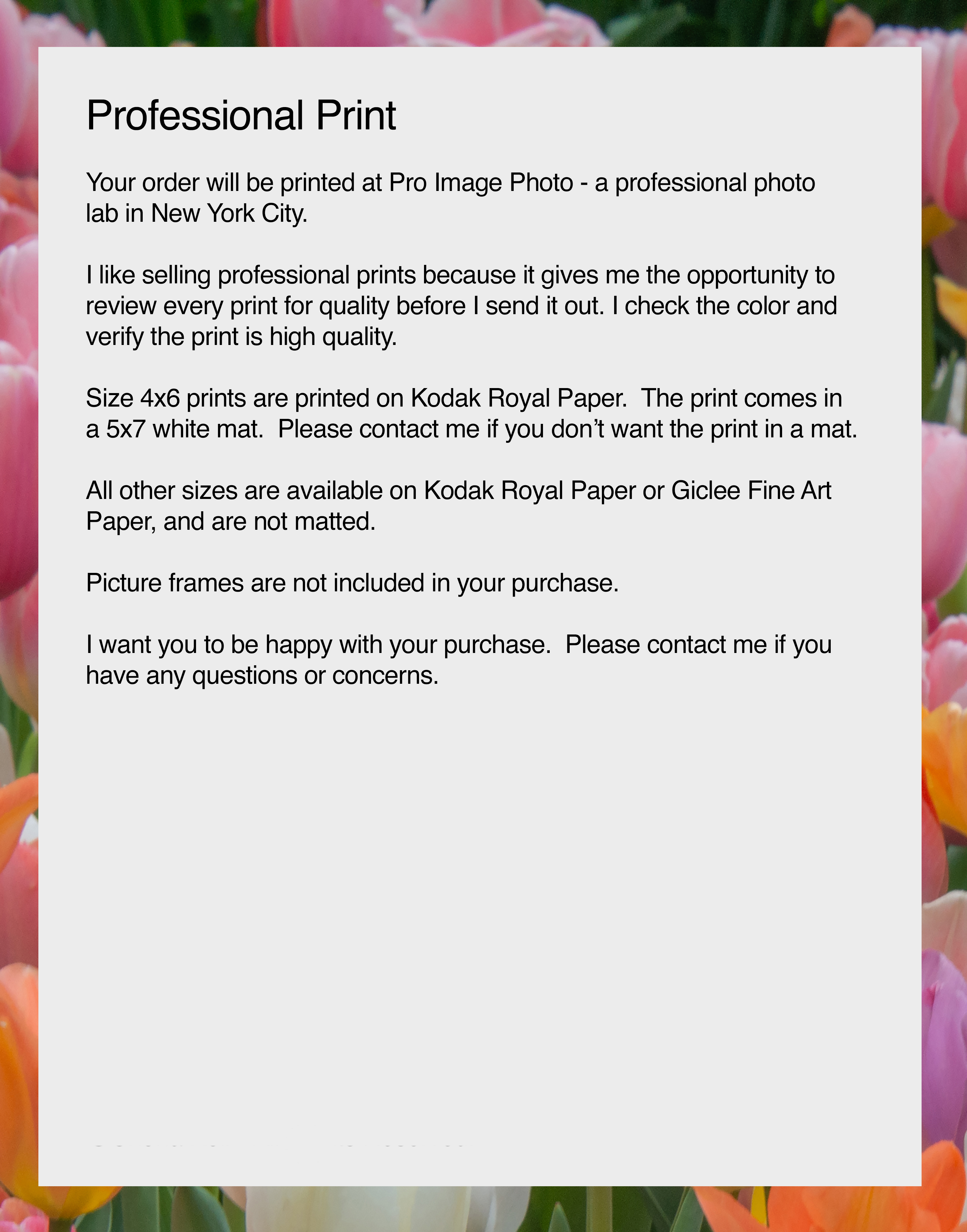 NN Better Writing.   Dance of the Tulips, Garden Photograph