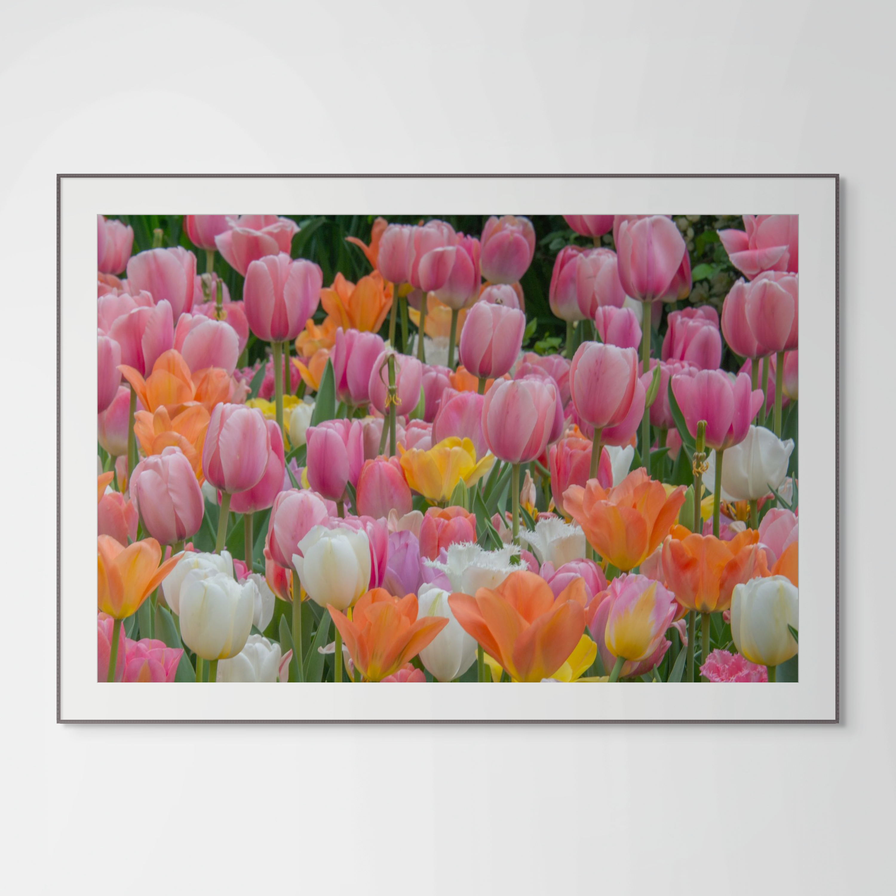 NN Better Writing.   Dance of the Tulips, Garden Photograph