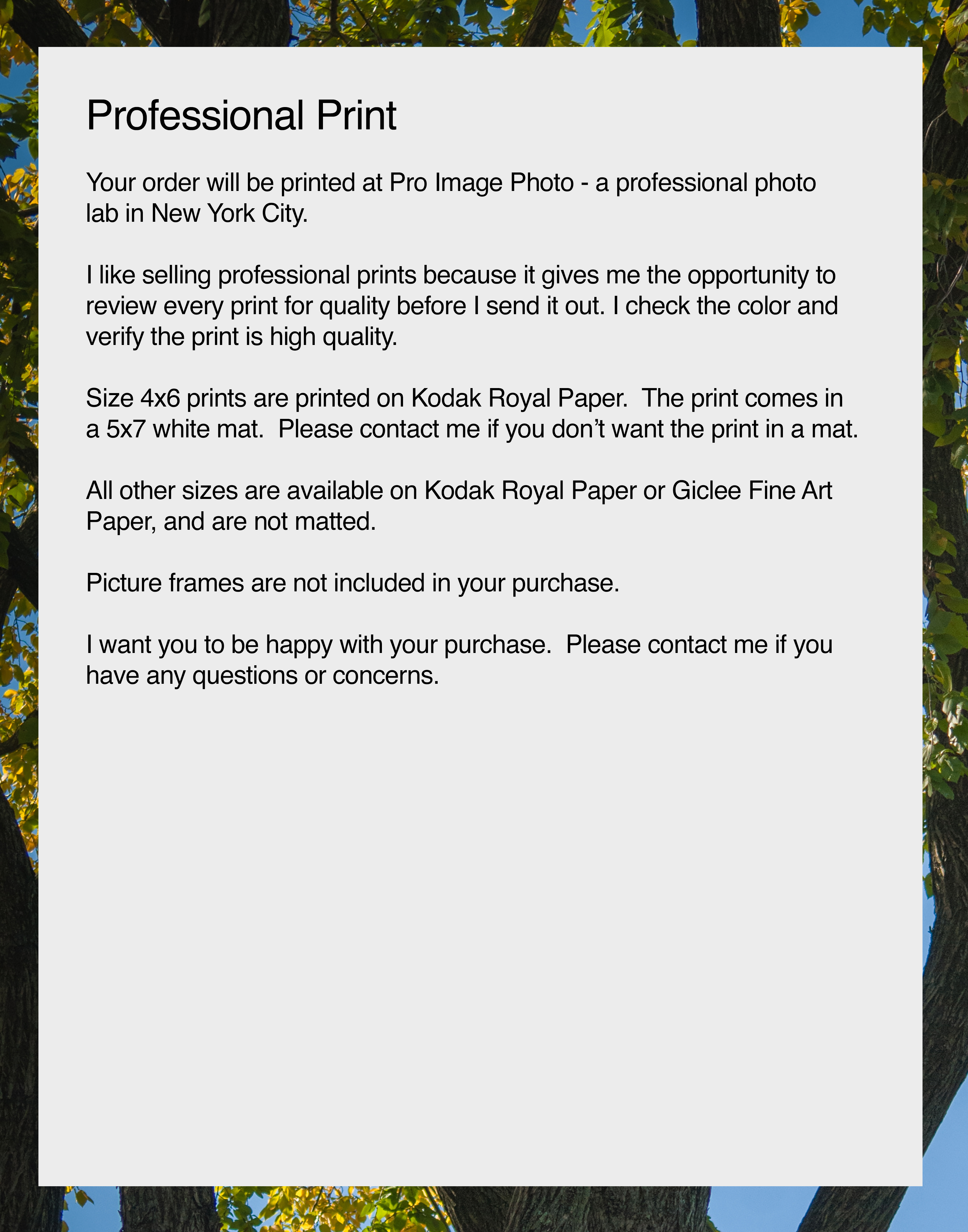 NN Better Writing.    Branches Mingle in Central Park, Nature Photograph