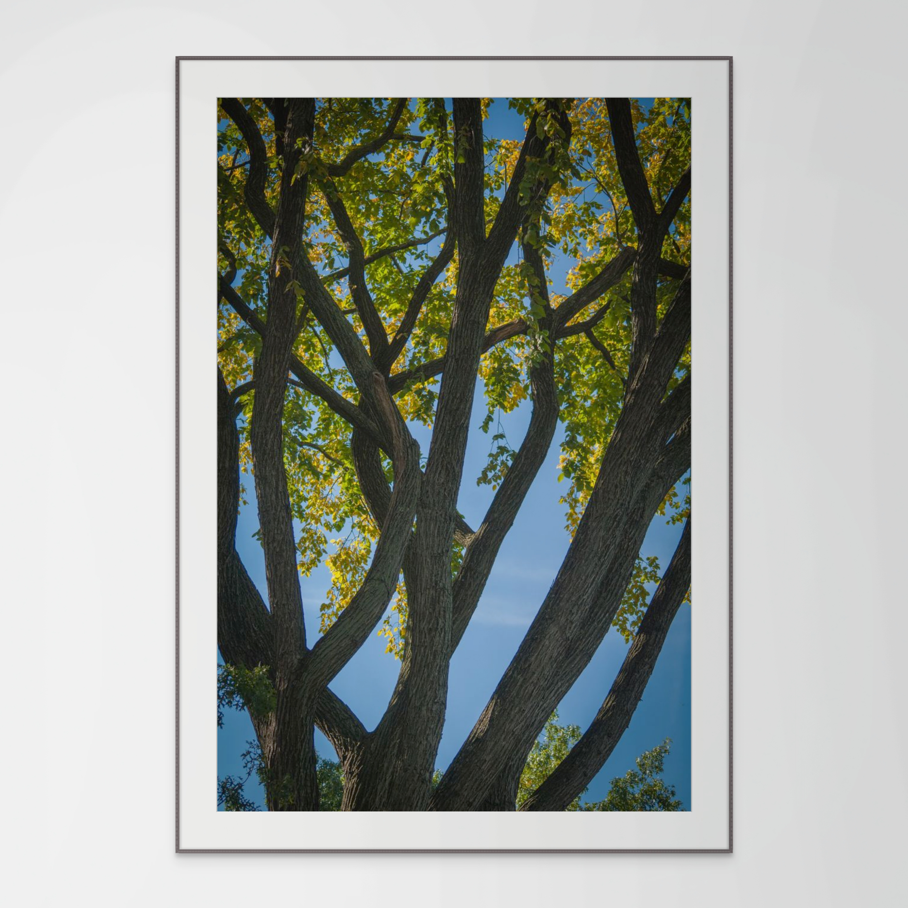 NN Better Writing.    Branches Mingle in Central Park, Nature Photograph