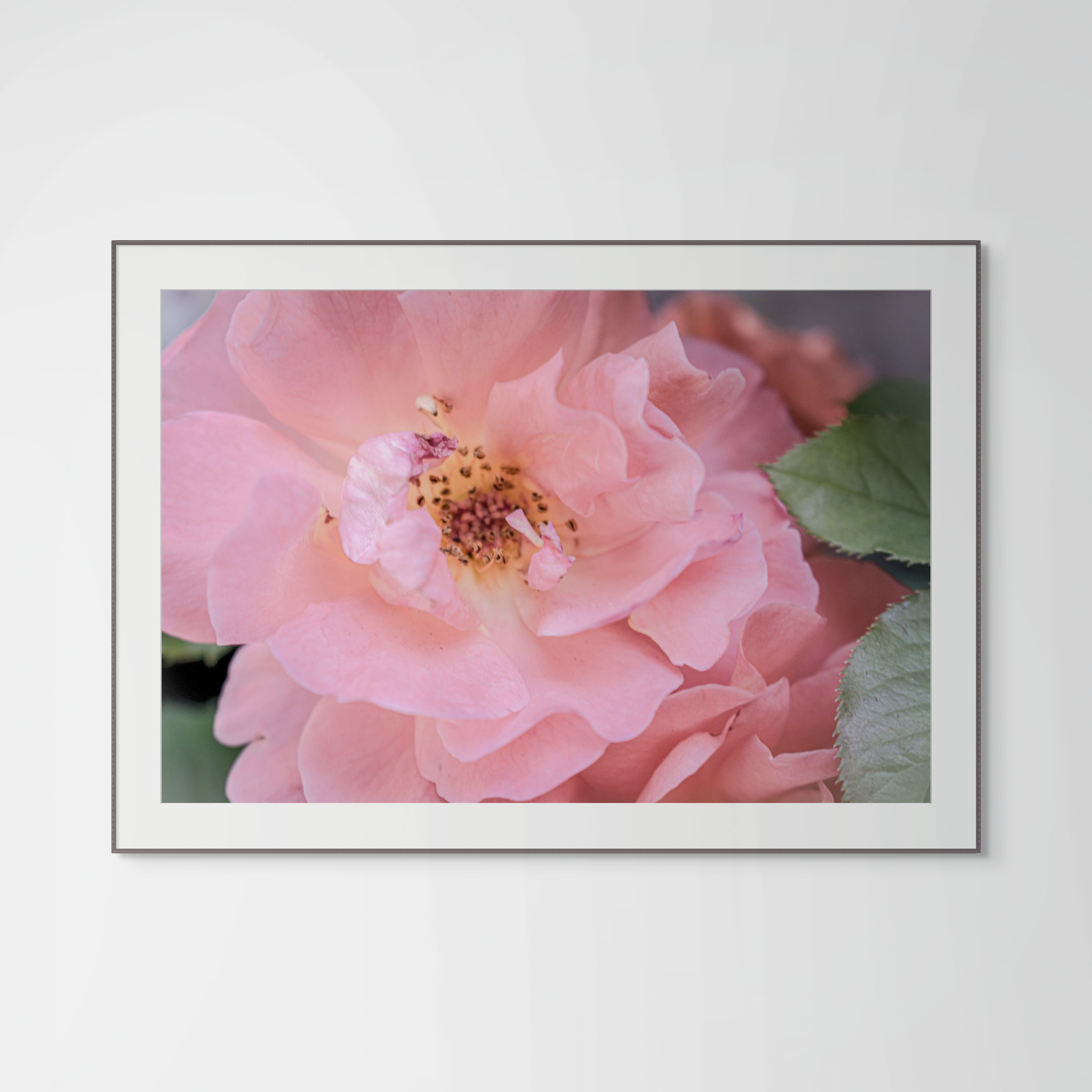 NN better writing The Gentle Day, Flower Photograph