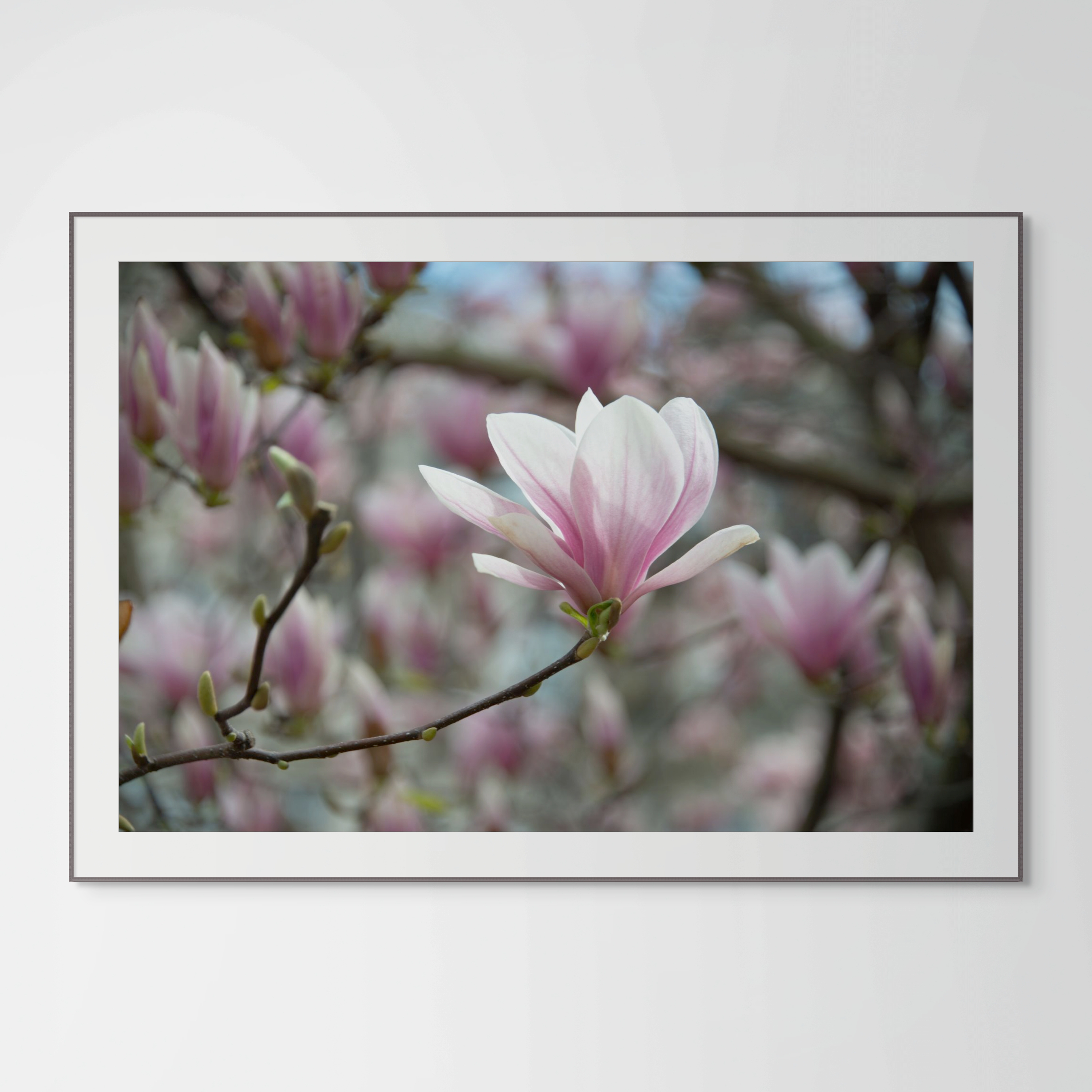 NN better writing  Early Spring Magnolia, Flower Photograph