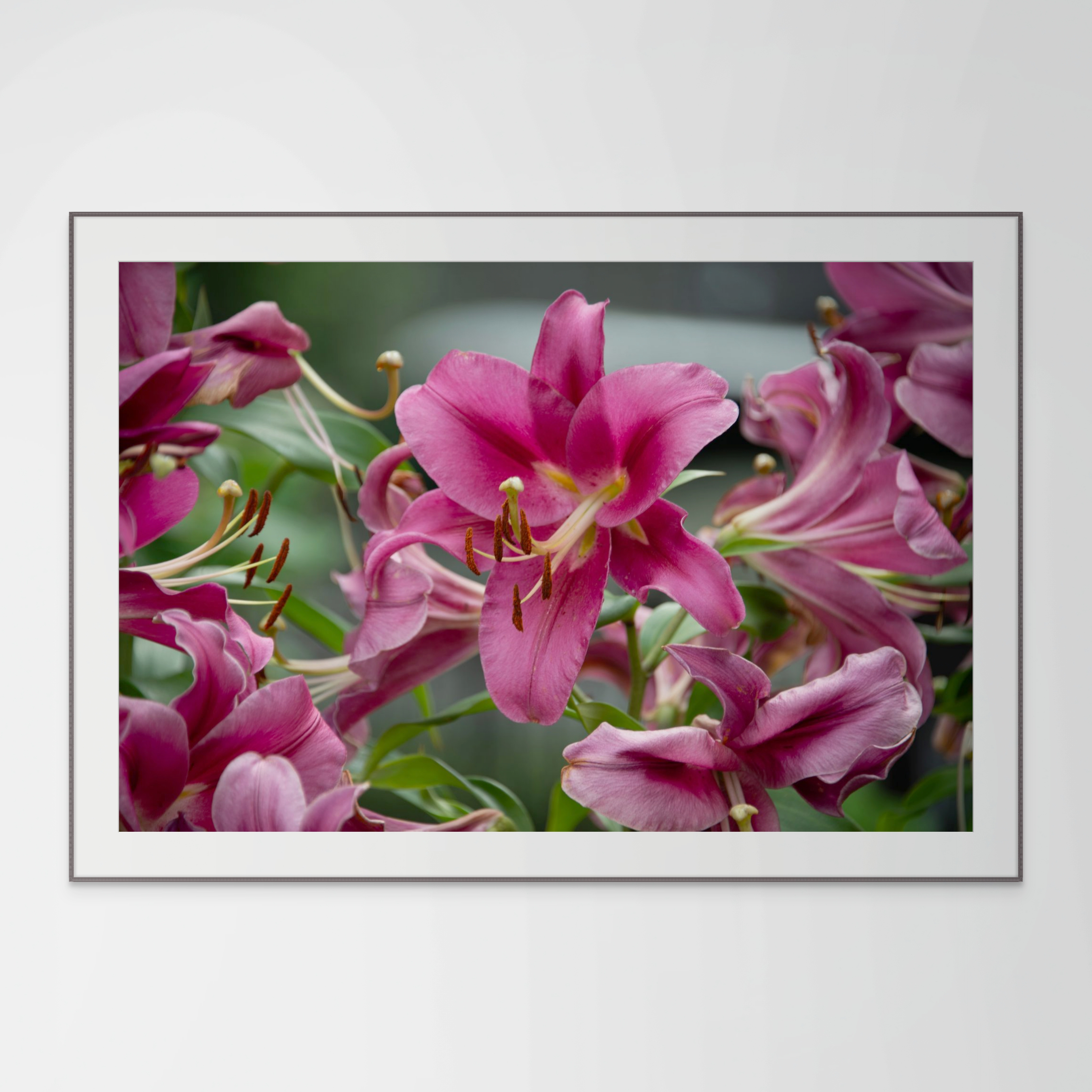 NN better writing  Magenta Lilies, Flower Photograph
