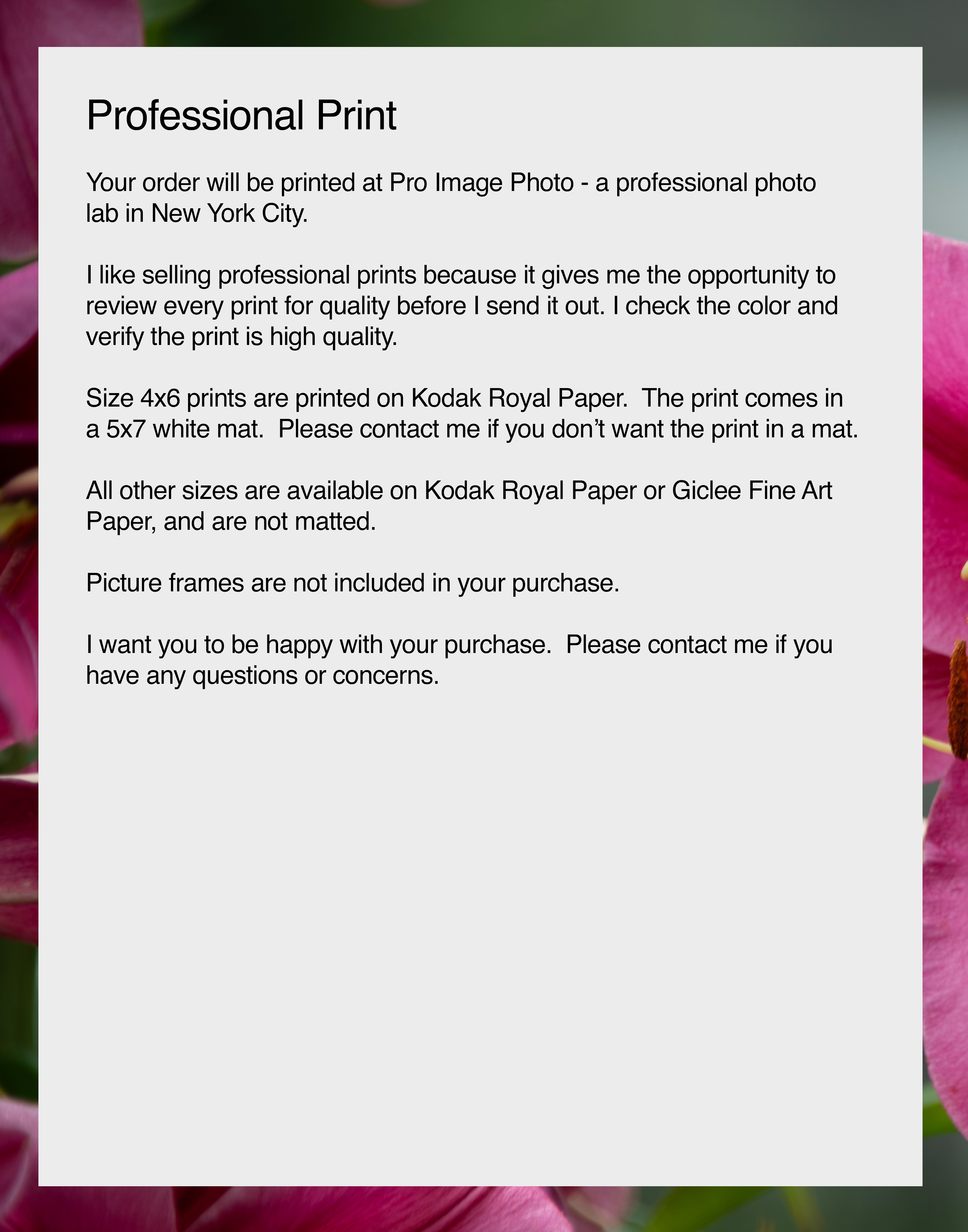 NN better writing  Magenta Lilies, Flower Photograph