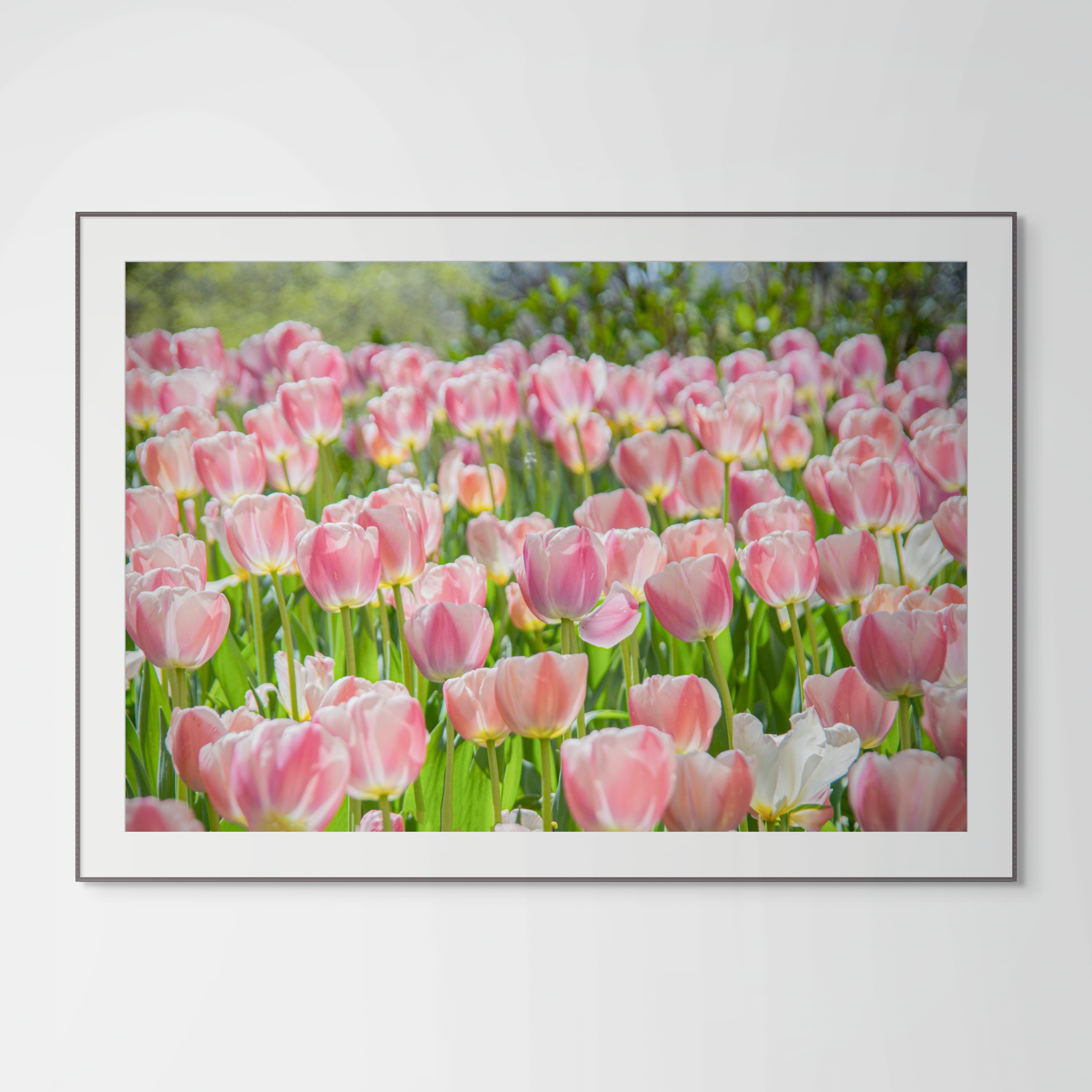 NN Better Writing.   The Tulips are Here, Flower Photography