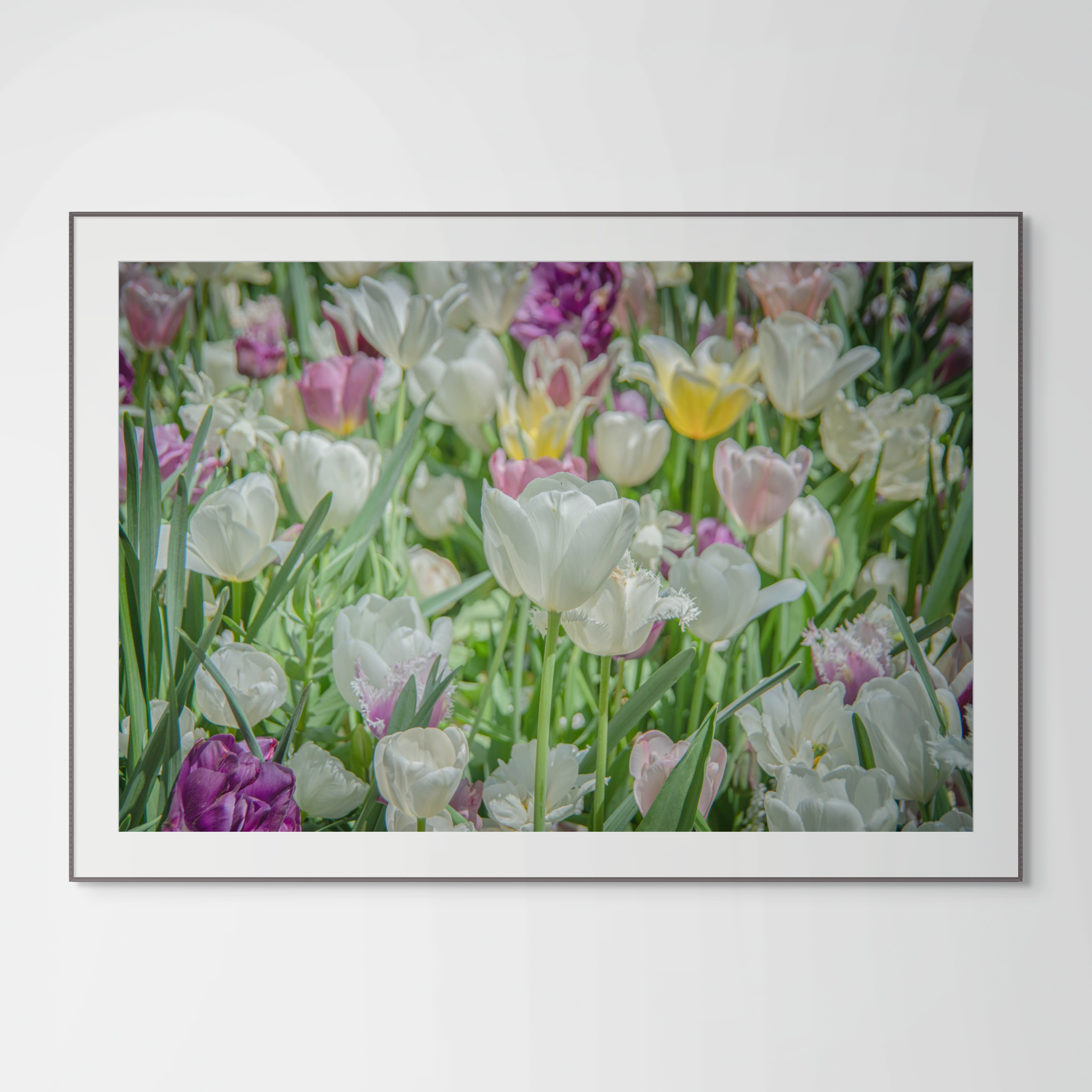 NN Better Writing.   Tulips of Shakespeare's Garden, Flower Photograph