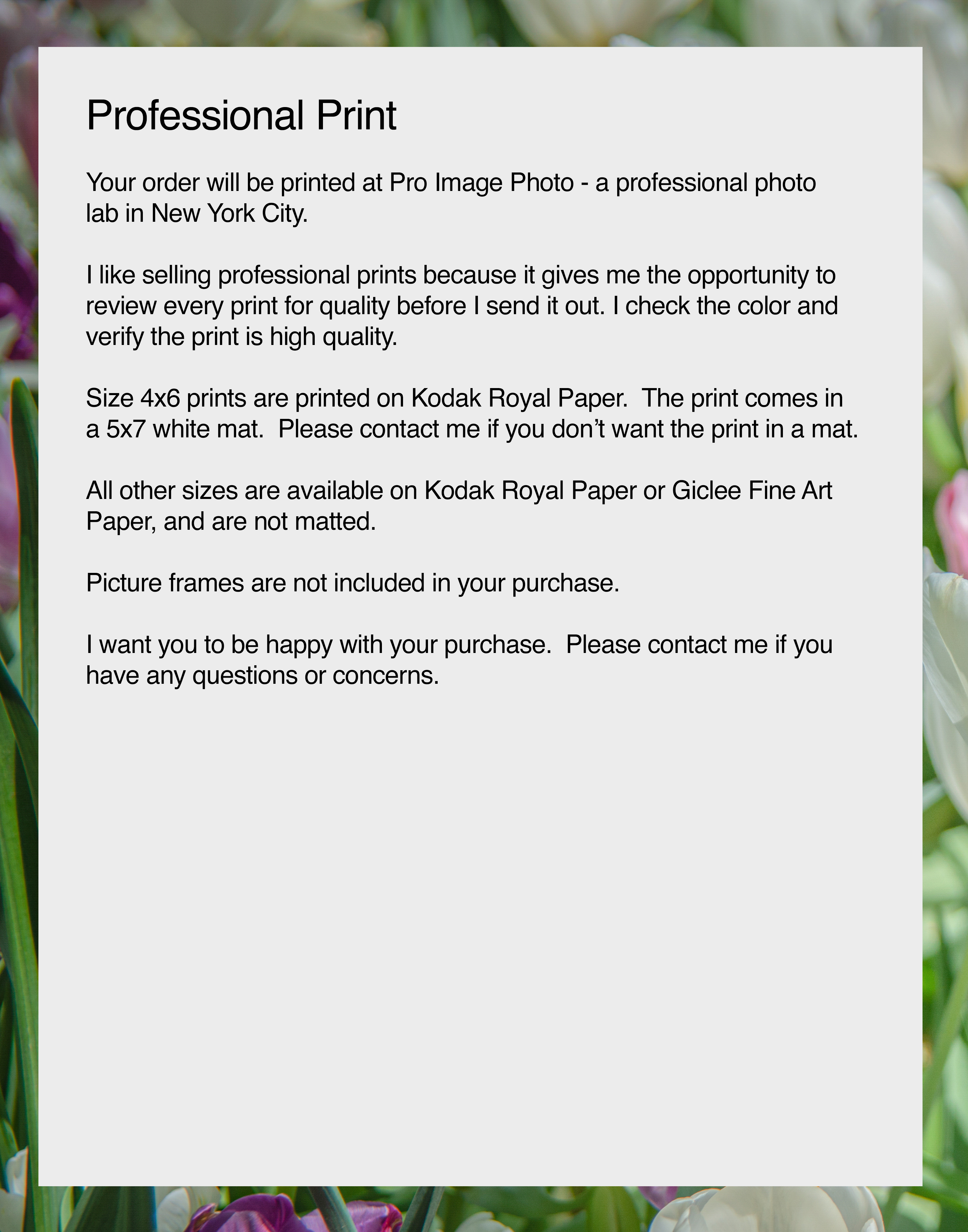 NN Better Writing.   Tulips of Shakespeare's Garden, Flower Photograph