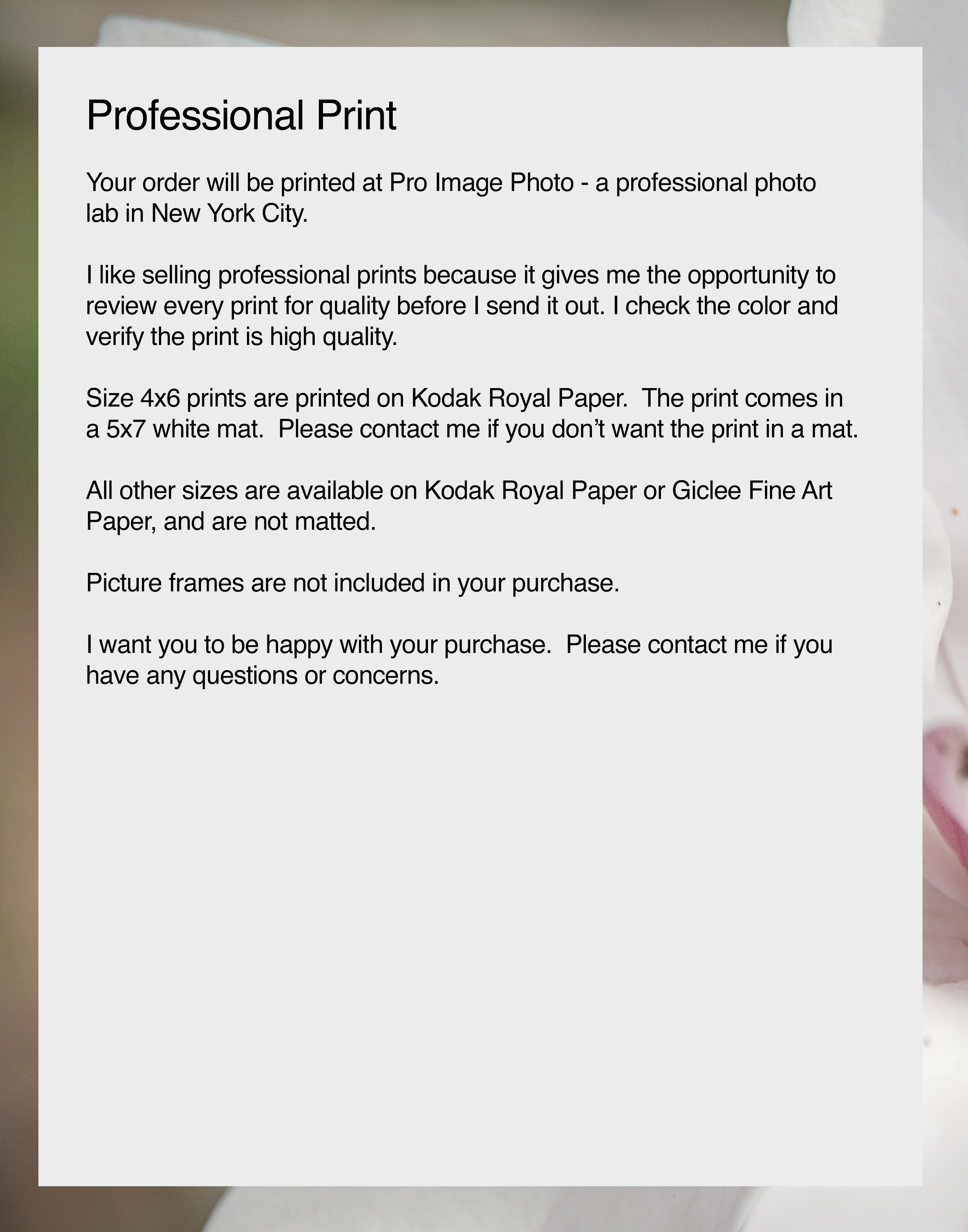 NN better writing  Early Spring Magnolia, Flower Photograph