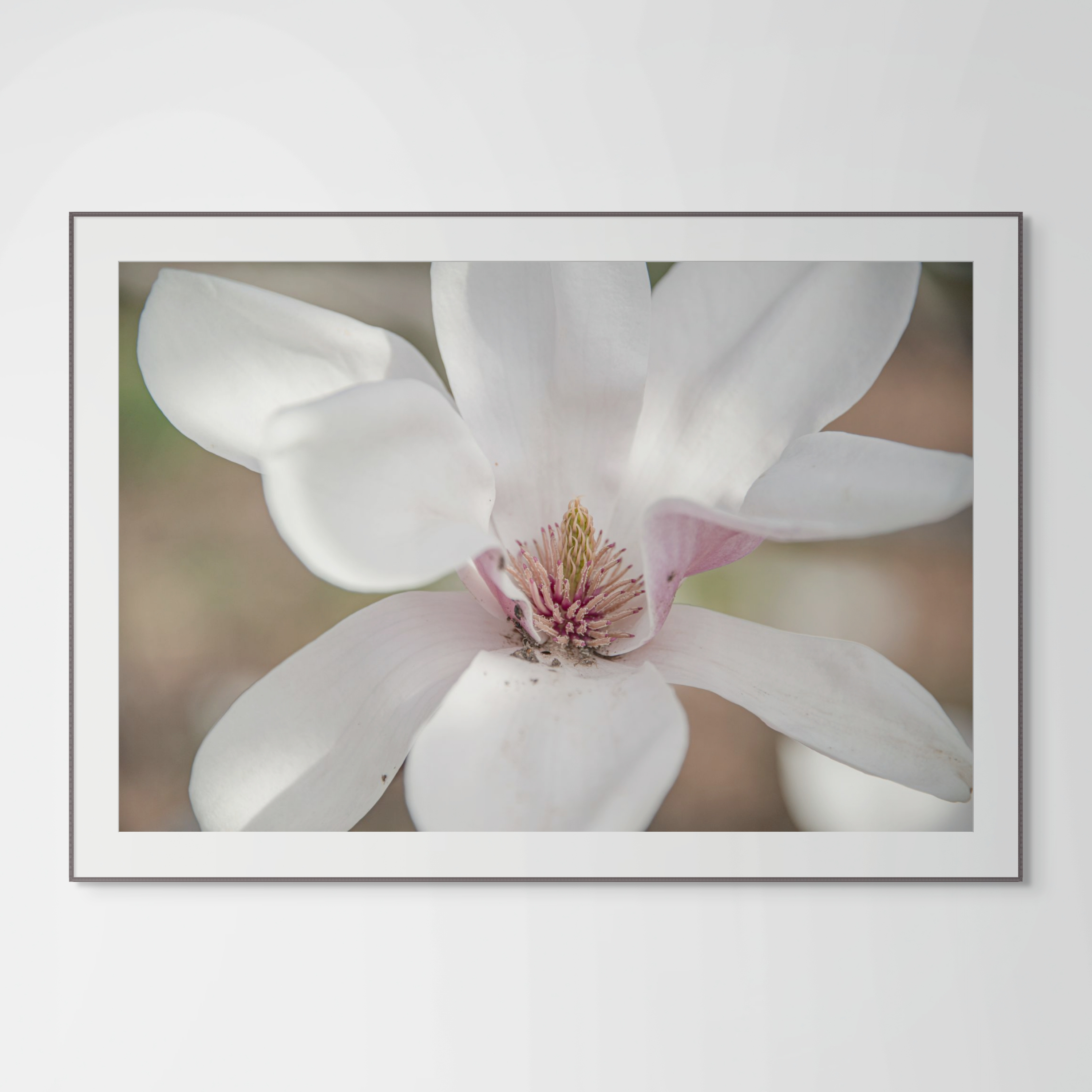 NN better writing  Early Spring Magnolia, Flower Photograph