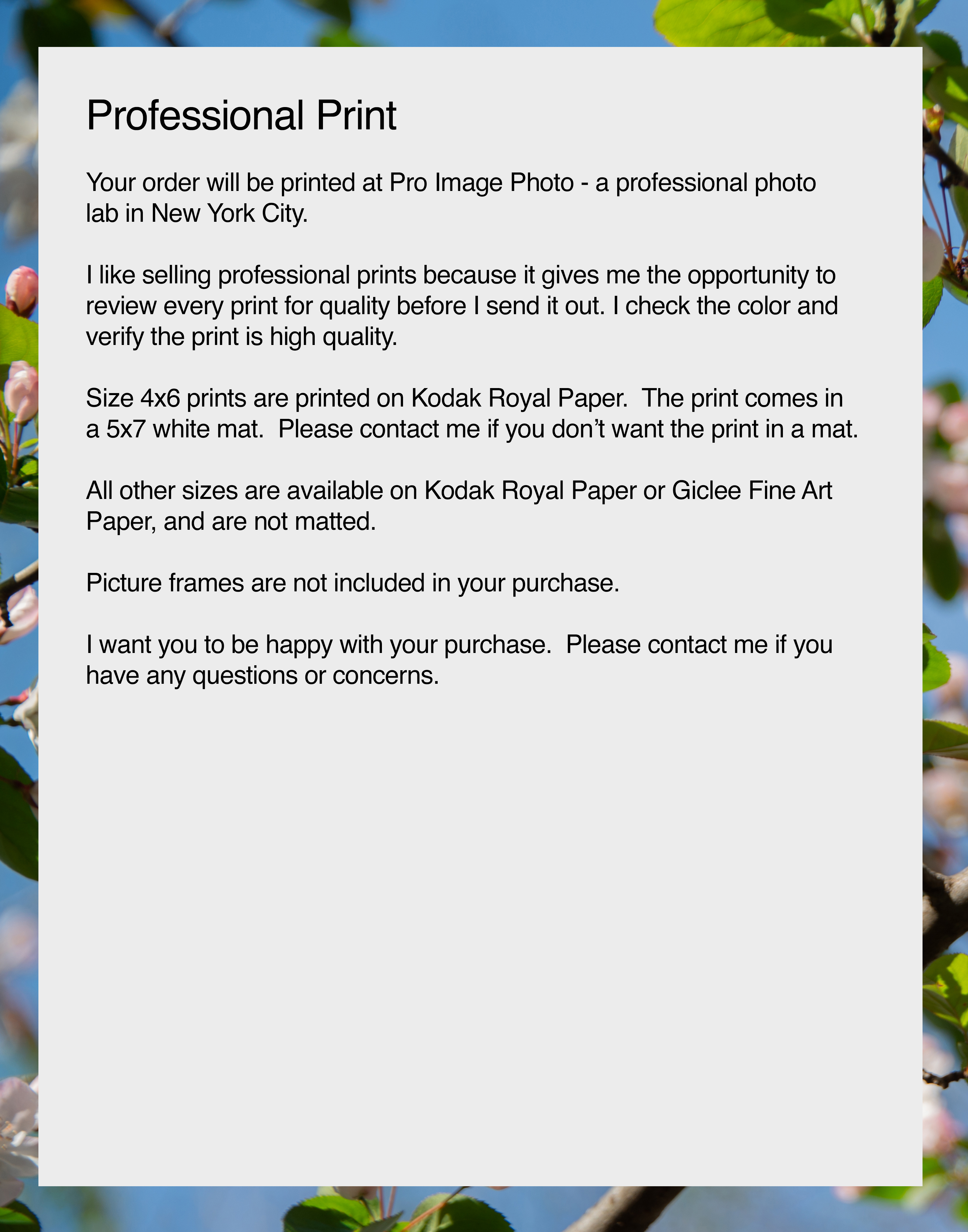 NN better writing Waking Up, Spring Tree Blossoms, Flower Photograph