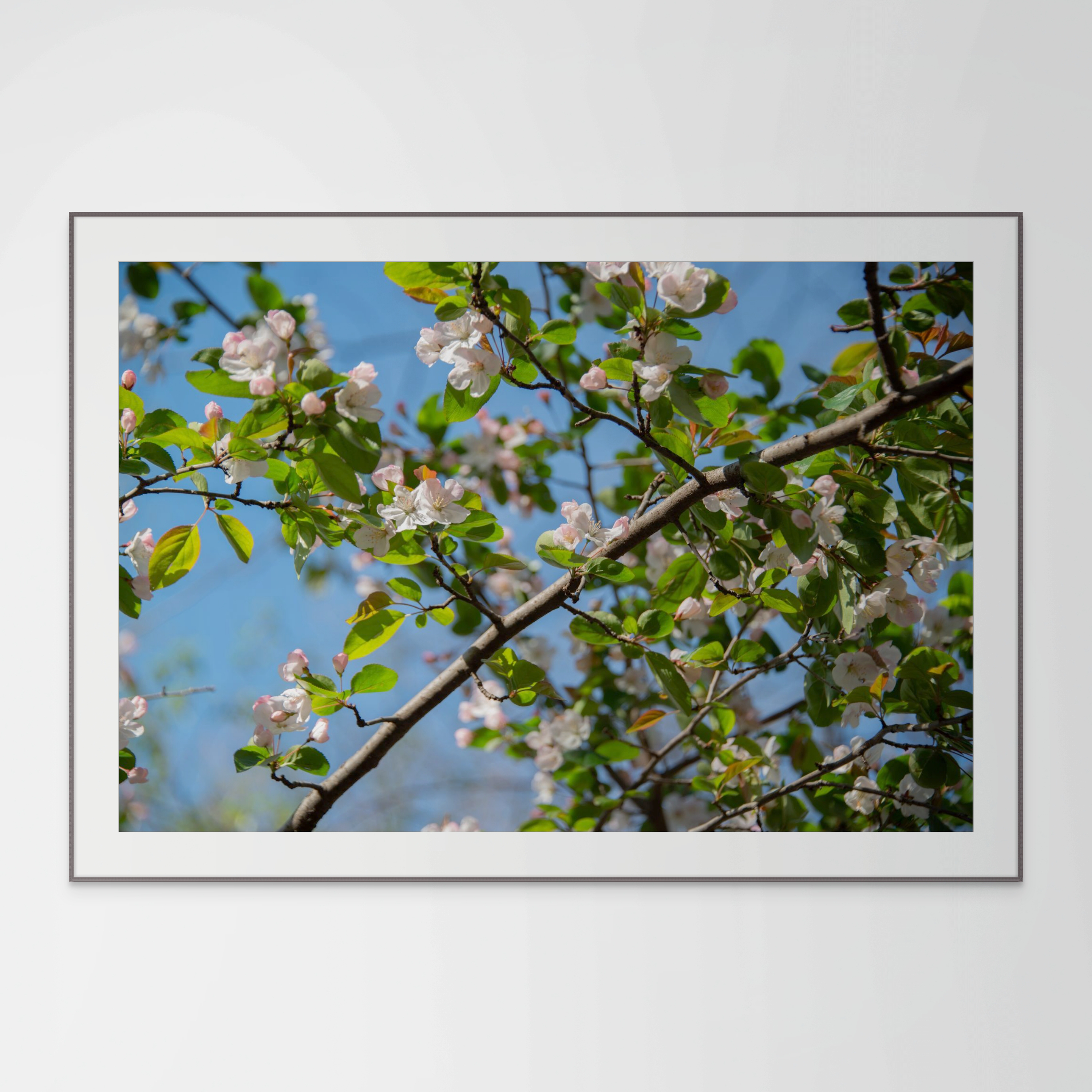 NN better writing Waking Up, Spring Tree Blossoms, Flower Photograph