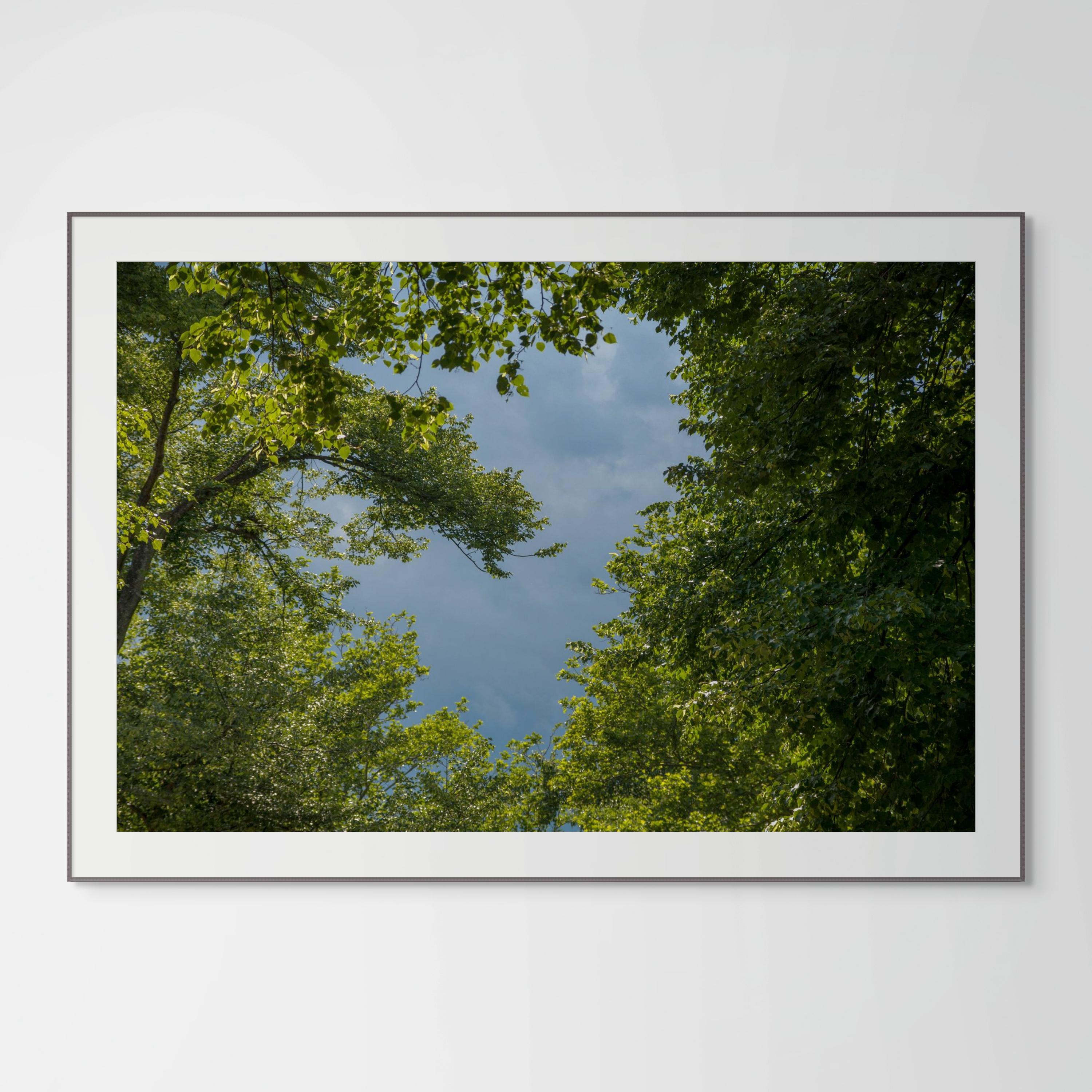 NN Better Writing.    Tree Heart, Central Park Photograph