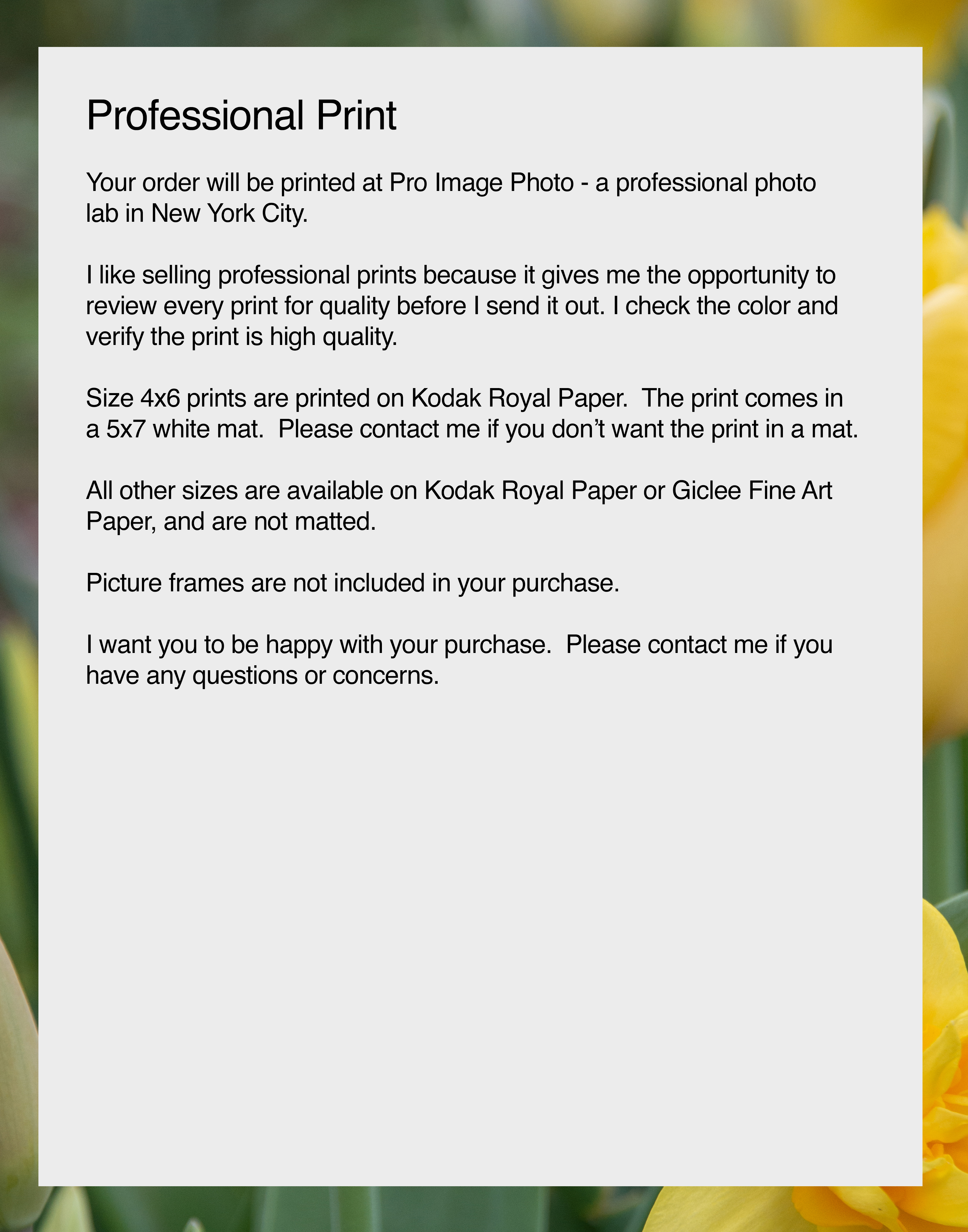 NN better writing.  Spring in Yellow, Flower Photograph