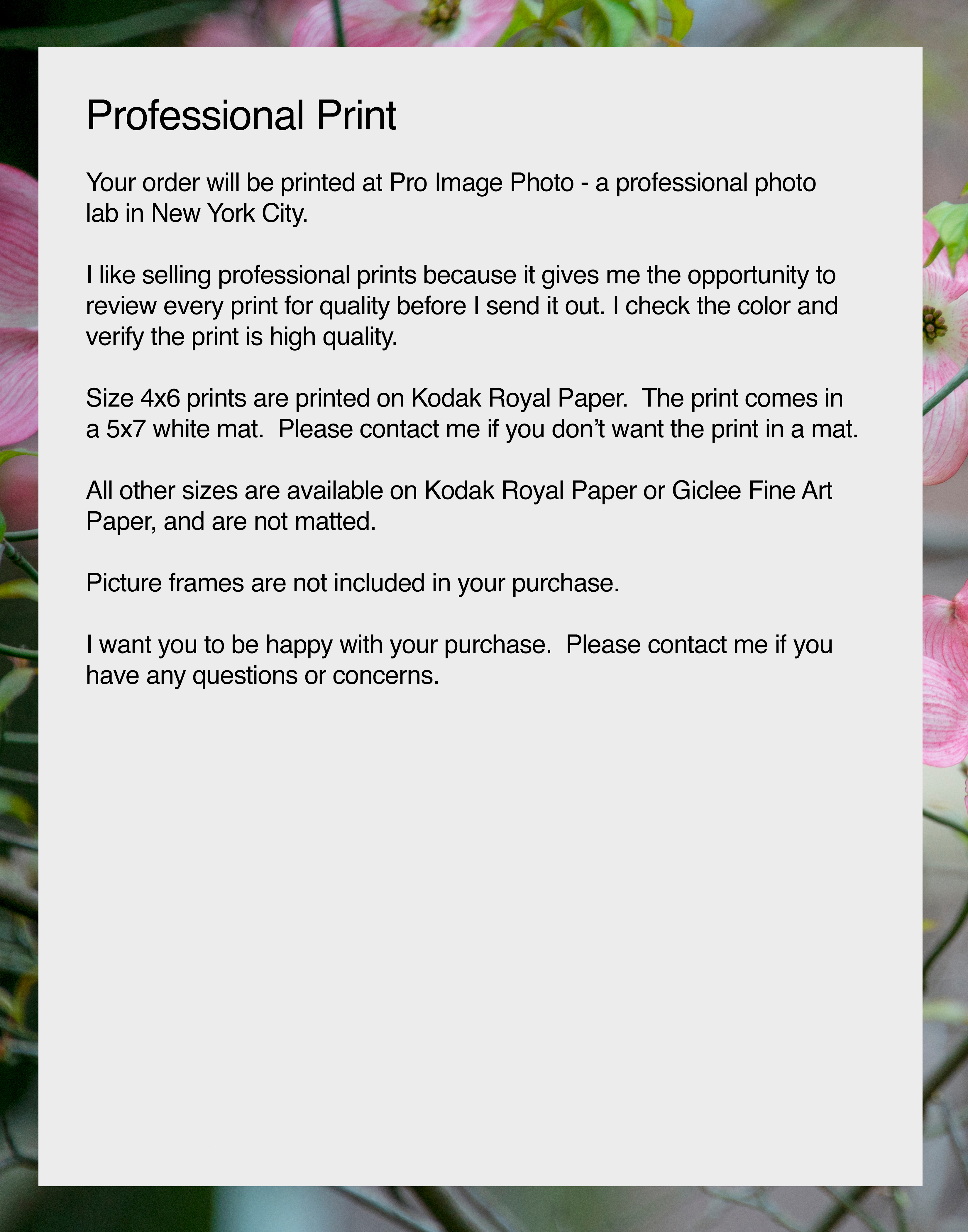 NN Better writing. Dogwoods of Central Park, Flower Photograph