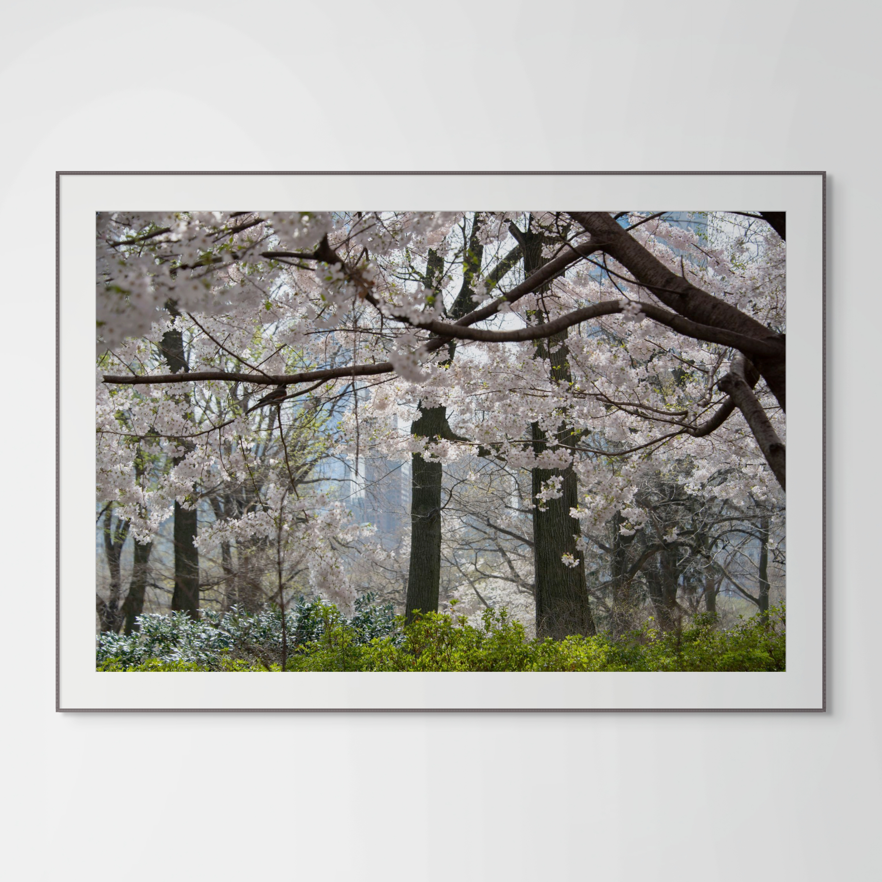 NN Better Writing.  Enchanted Forest, Central Park Photograph