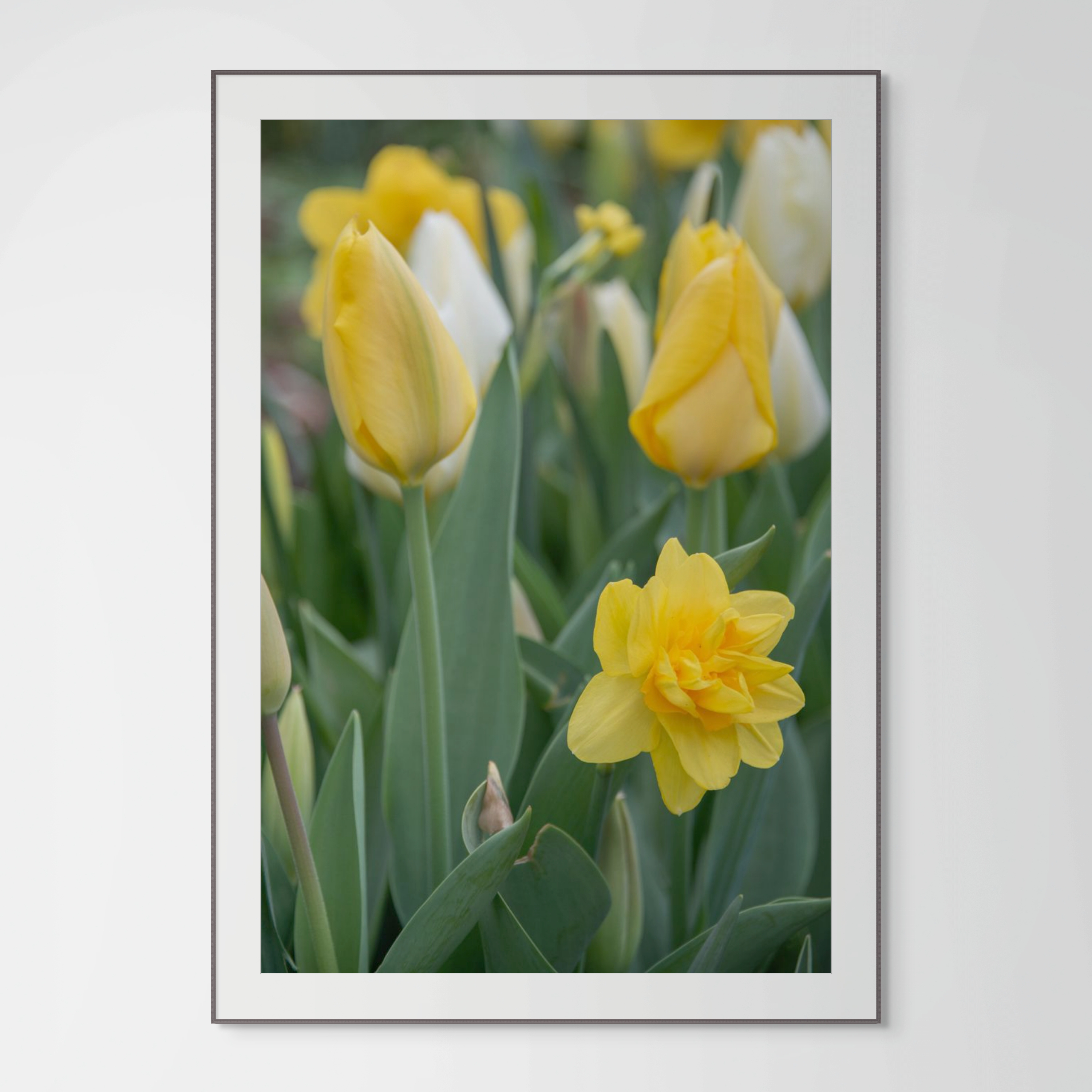 NN better writing.  Spring in Yellow, Flower Photograph