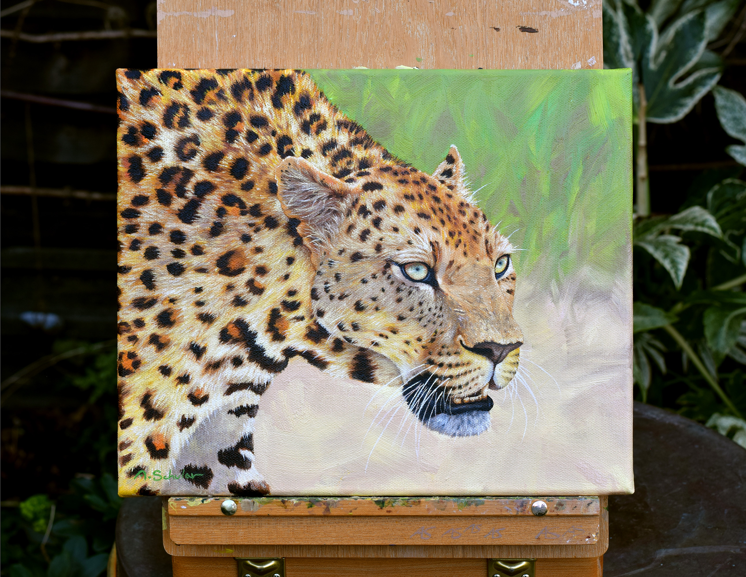 "The Look" (African Leopard)