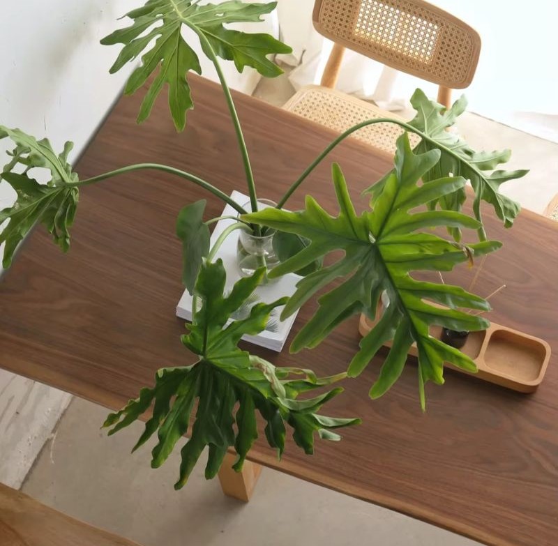 Mesa de madera rectangular