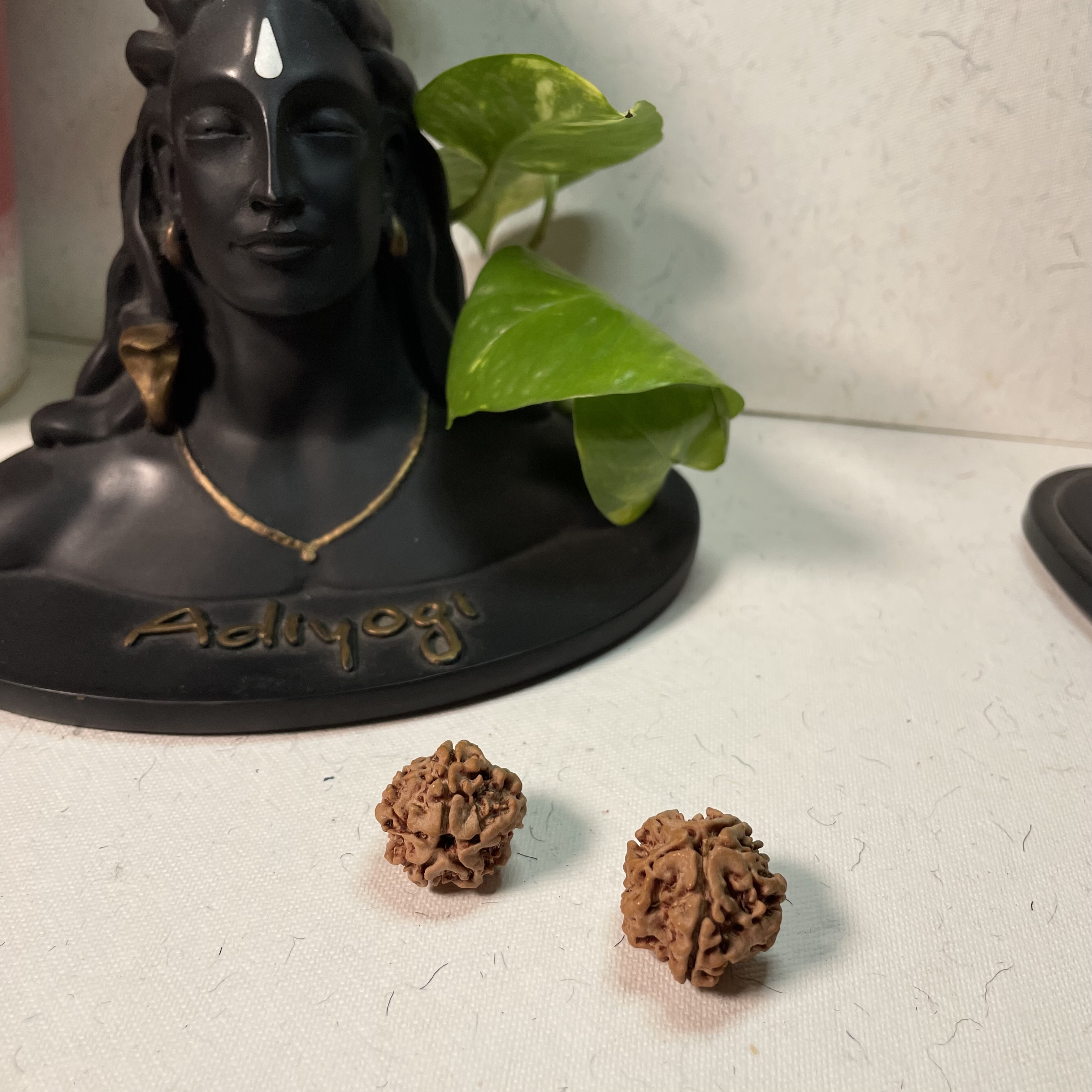 1 Mukhi Nepali Rudraksha 
