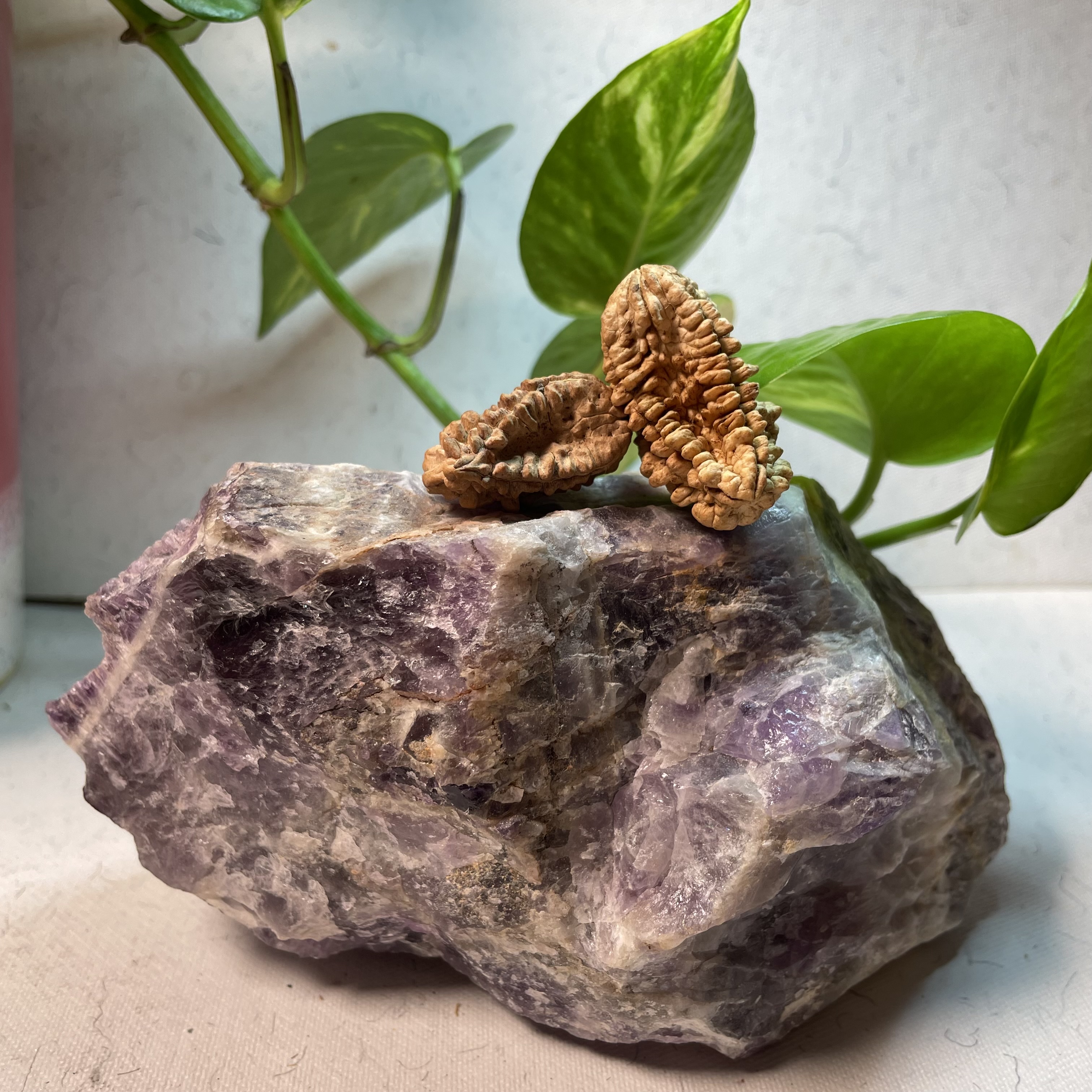 2 Mukhi Kaju Rudraksha 