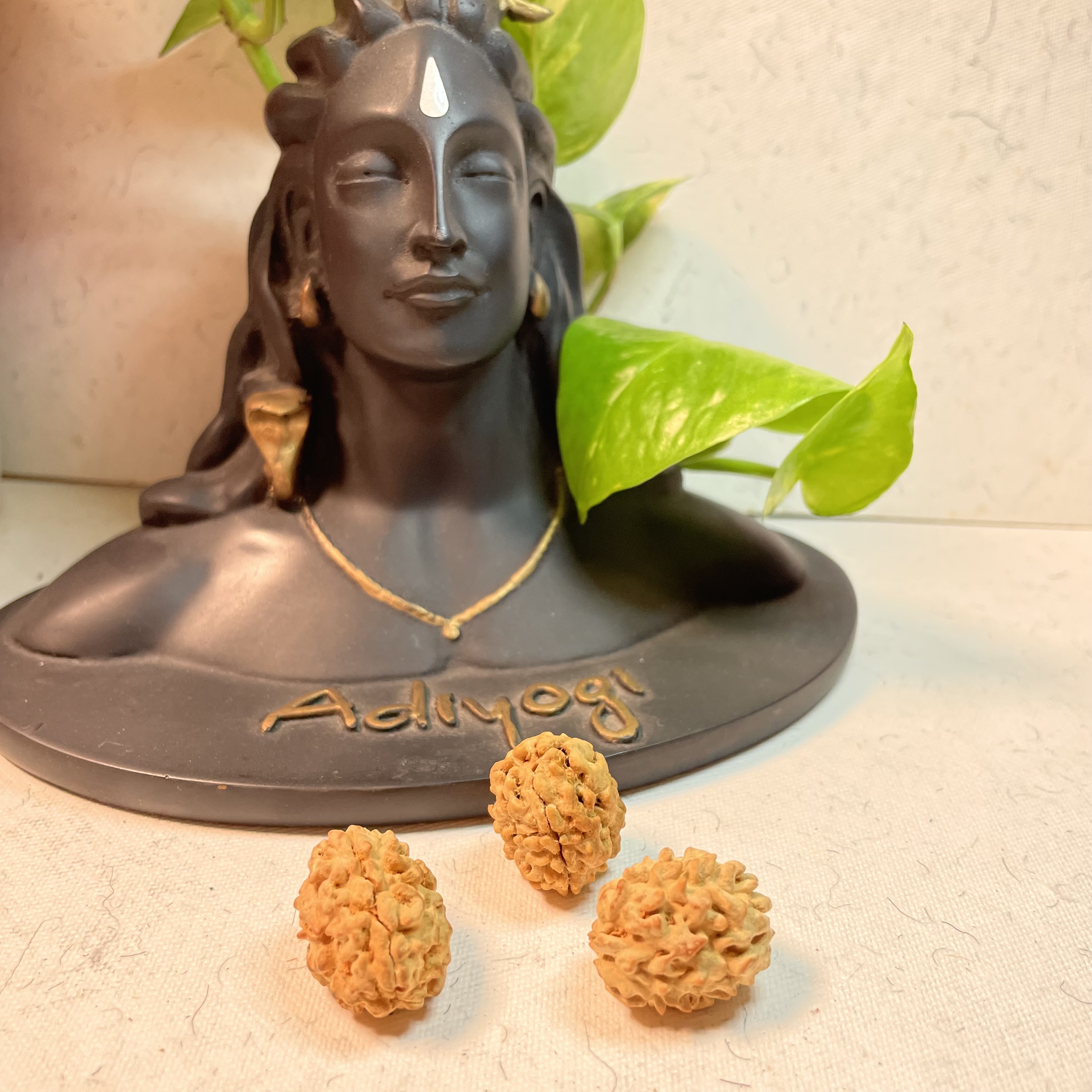 3 Mukhi Oval Indian Rudraksha
