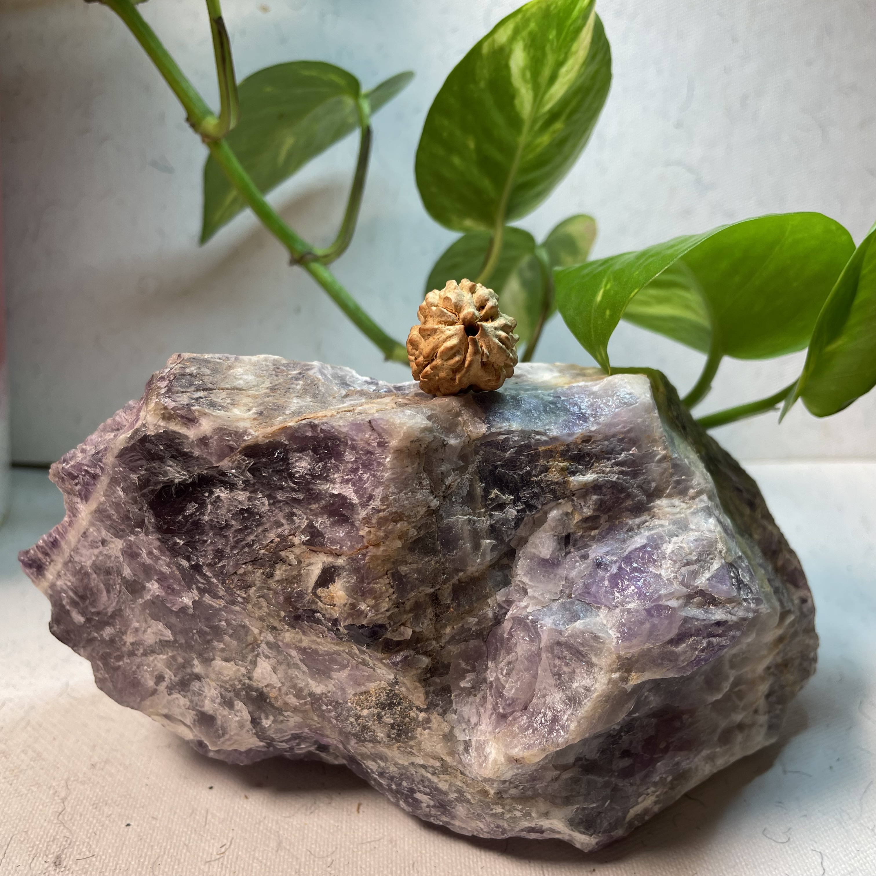 3 Mukhi Oval Indian Rudraksha