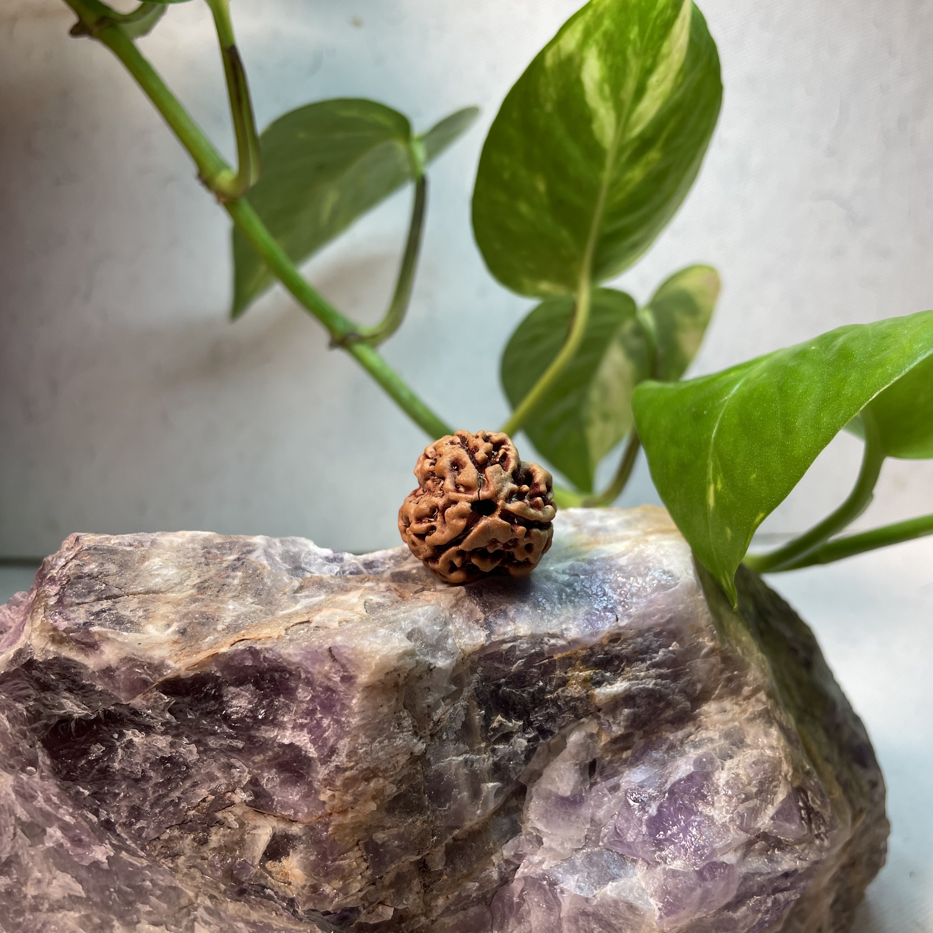 3 Mukhi Round Nepali Rudraksha 