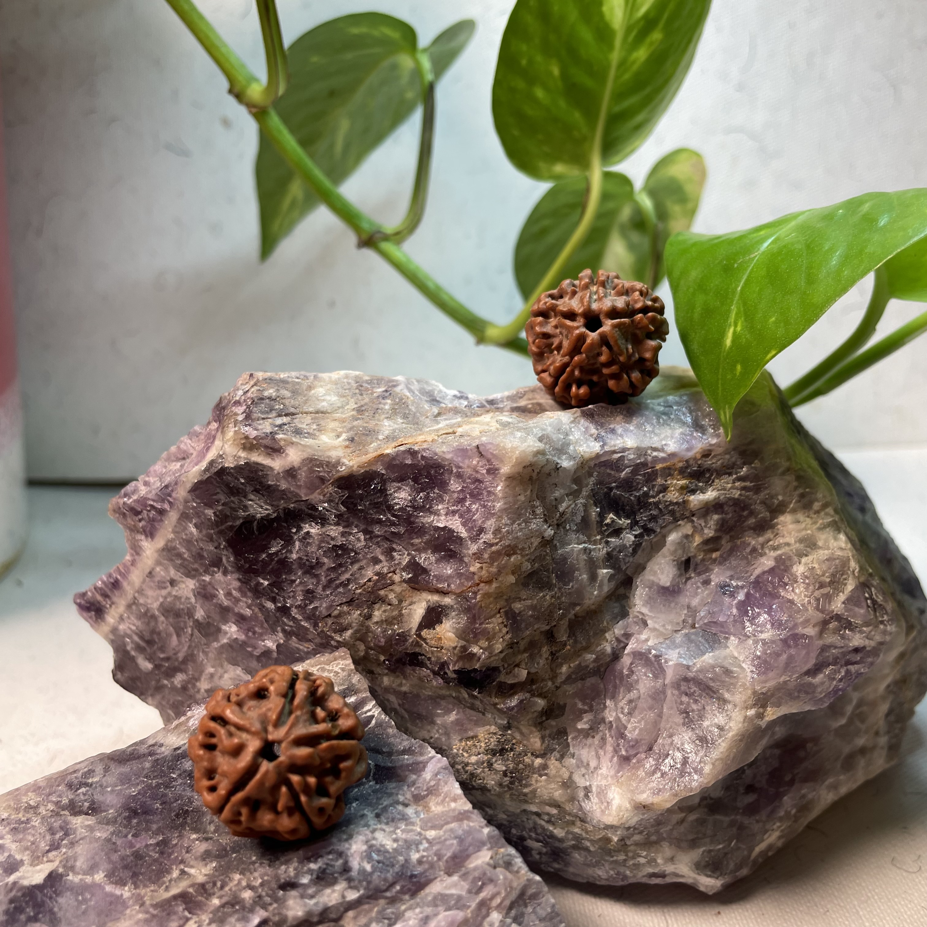 5 Mukhi Rudraksha 18-20 mm