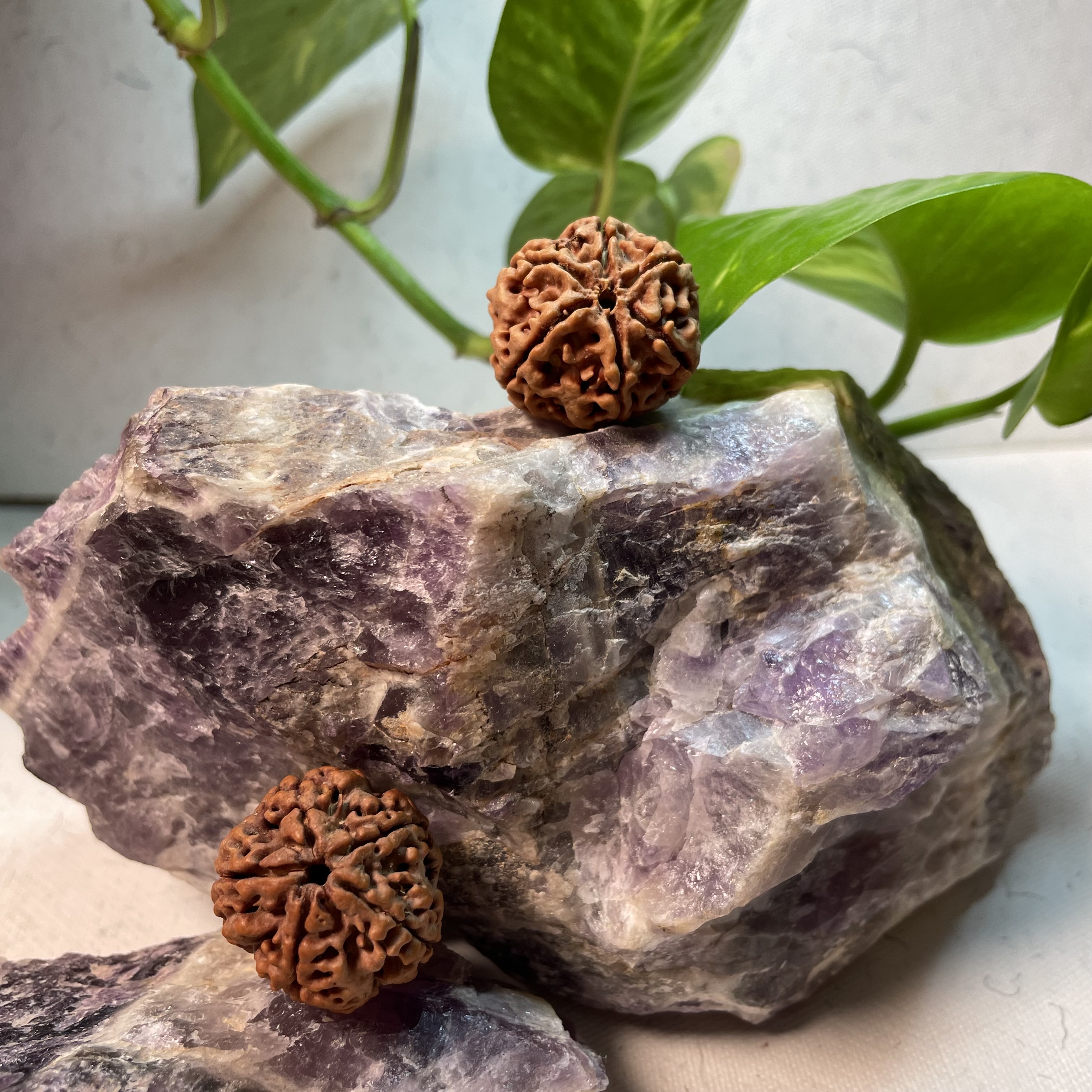 5 Mukhi Rudraksha 20-24 mm