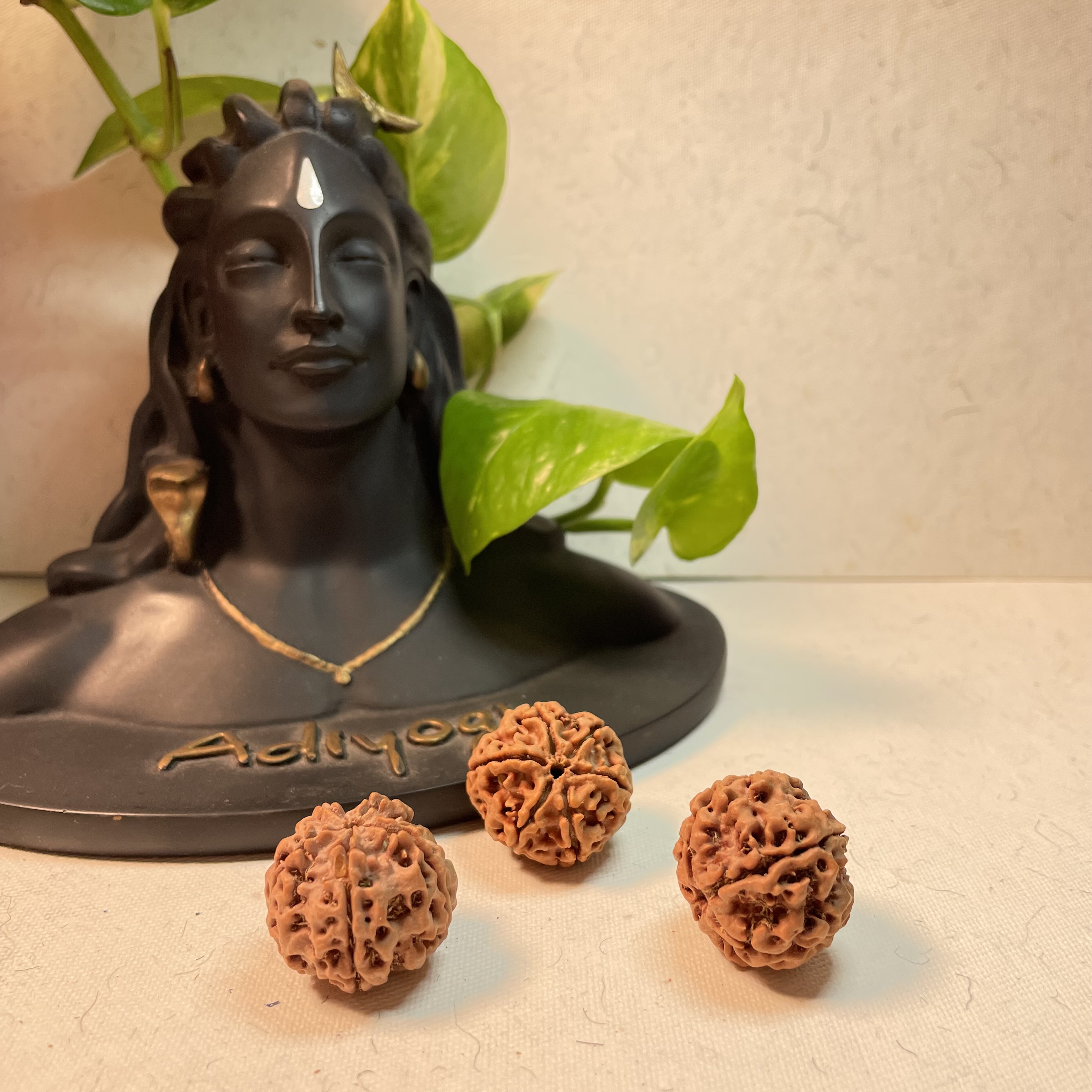 5 Mukhi Nepali Rudraksha 