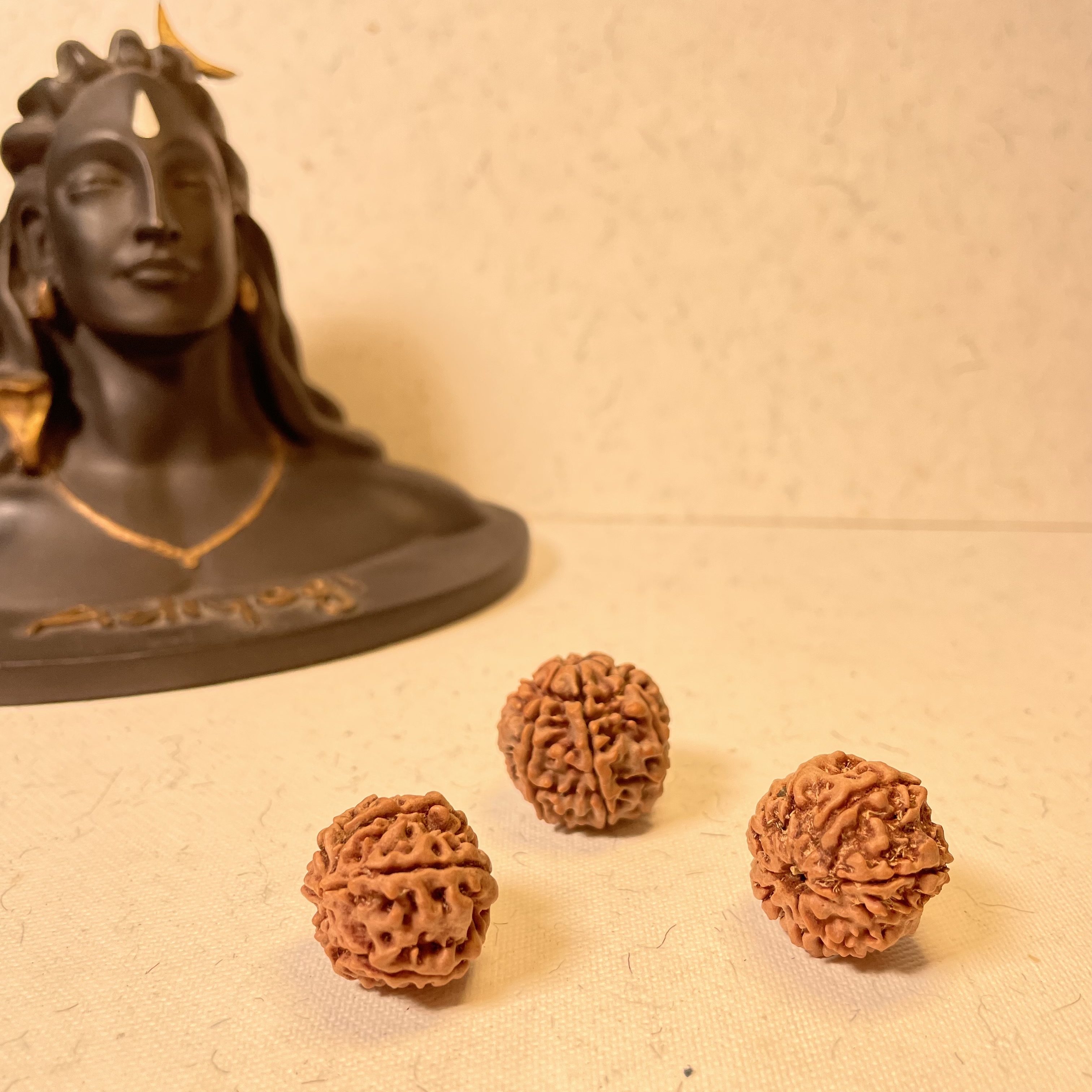 7 Mukhi Rudraksha