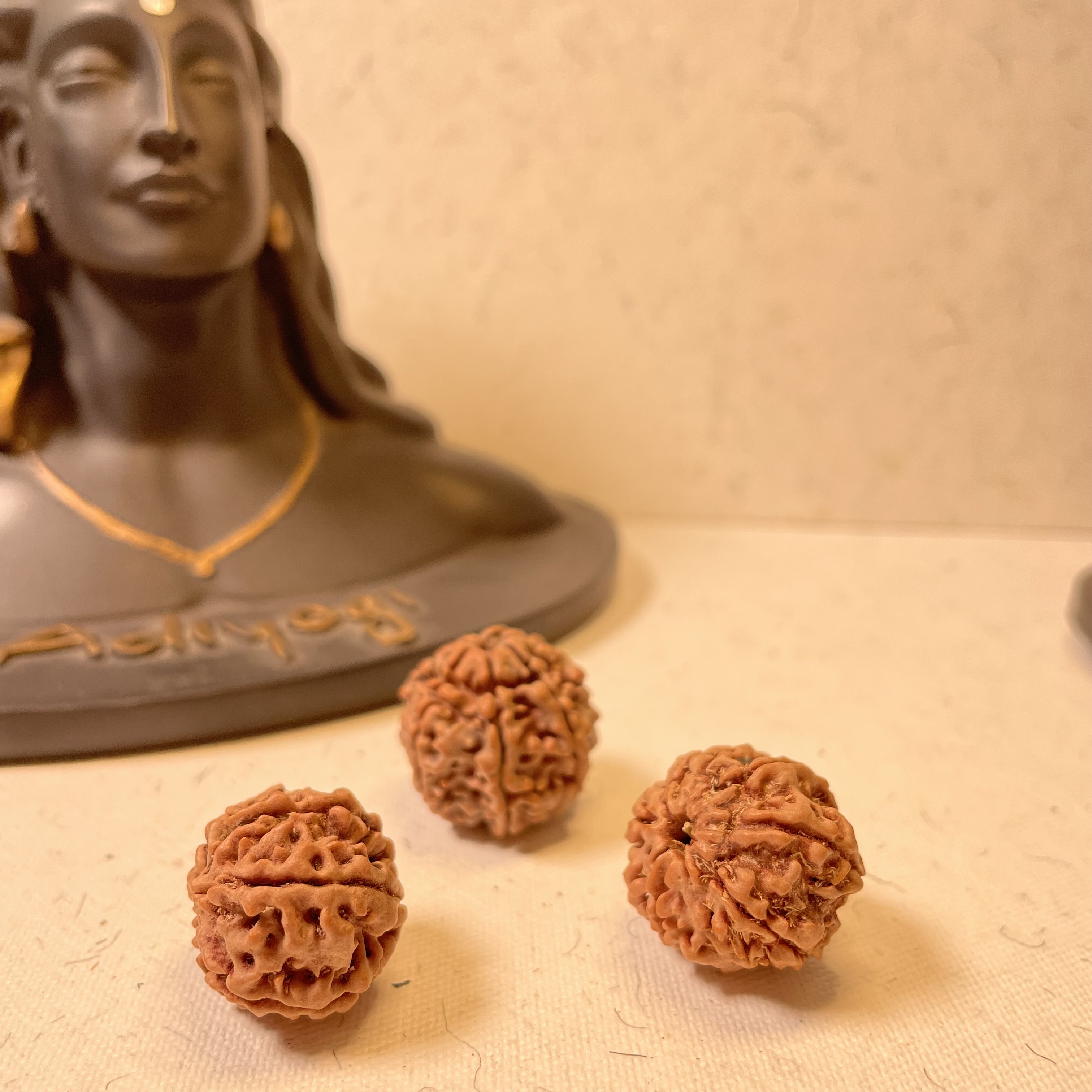 7 Mukhi Nepali Rudraksha