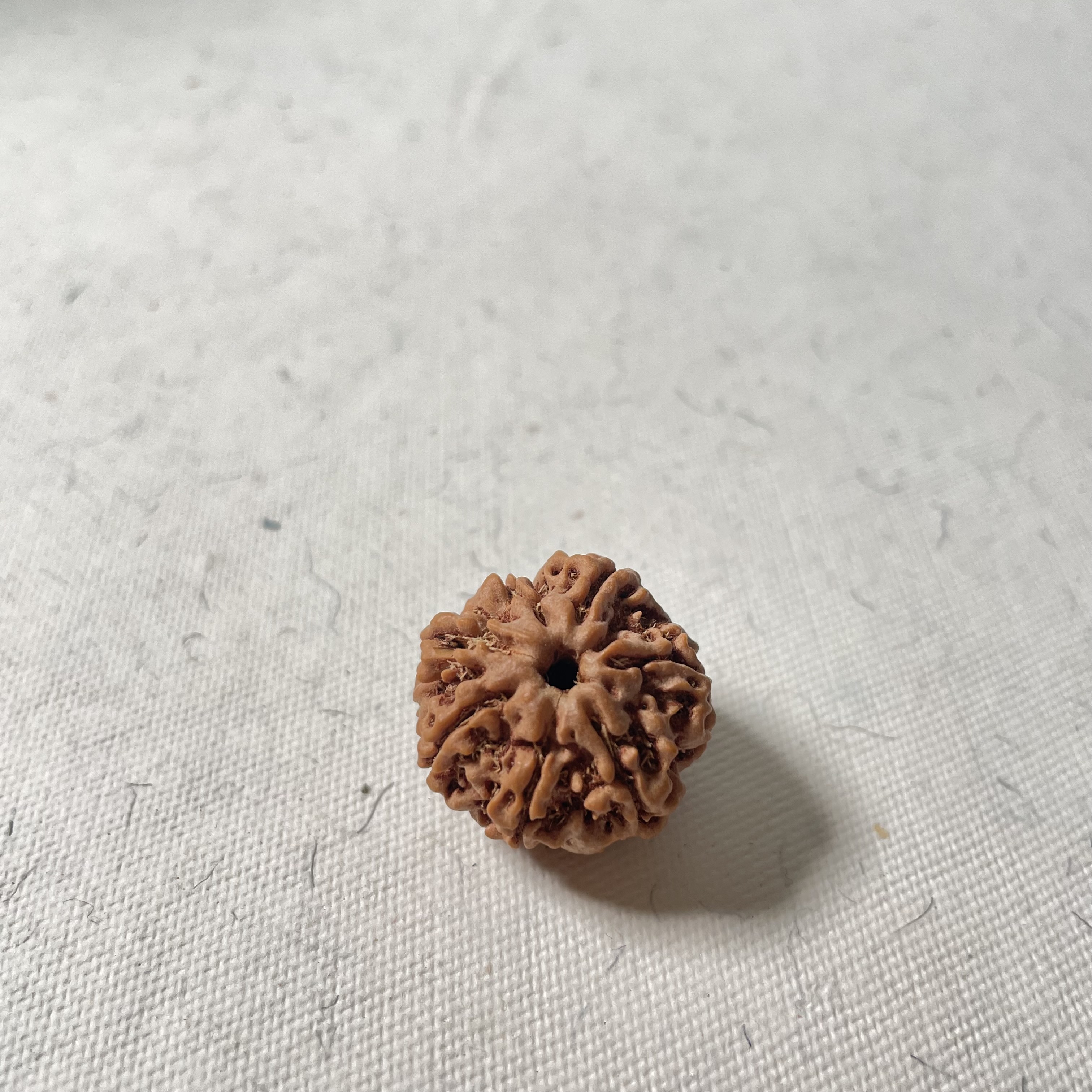 7 Mukhi Nepali Rudraksha